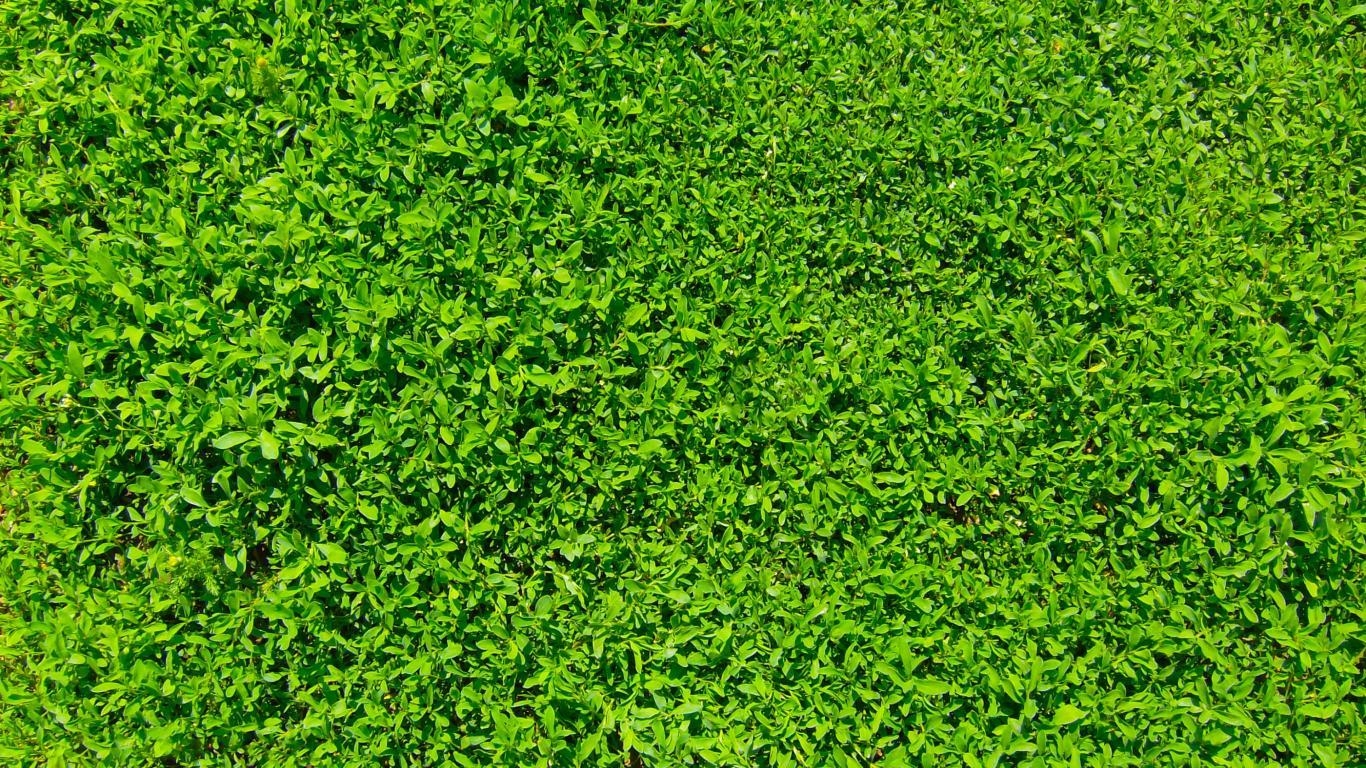 1370x770 Green grass Wallpaper 2 X 2100, Desktop