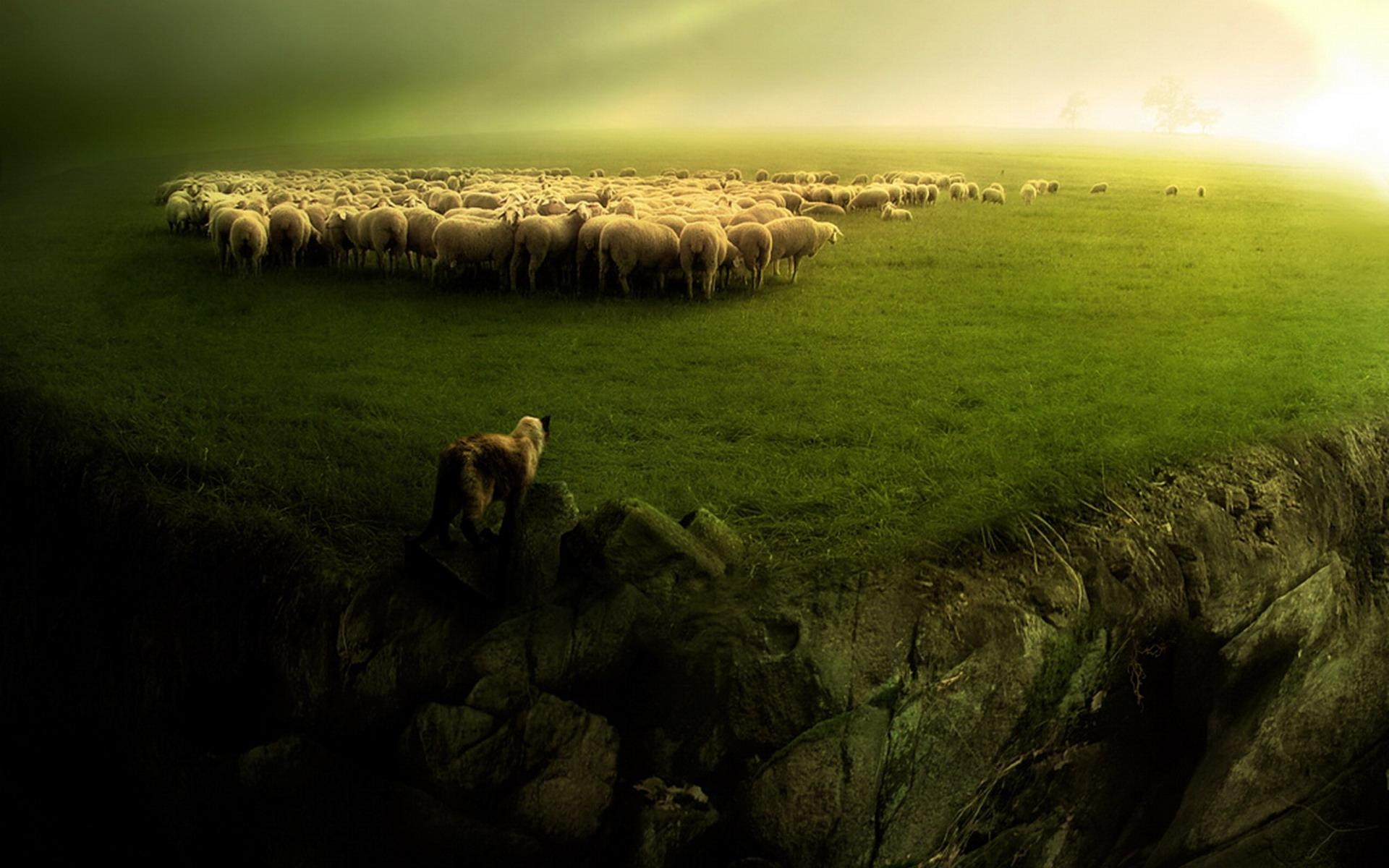 1920x1200 Sheep HD Wallpaper, Desktop