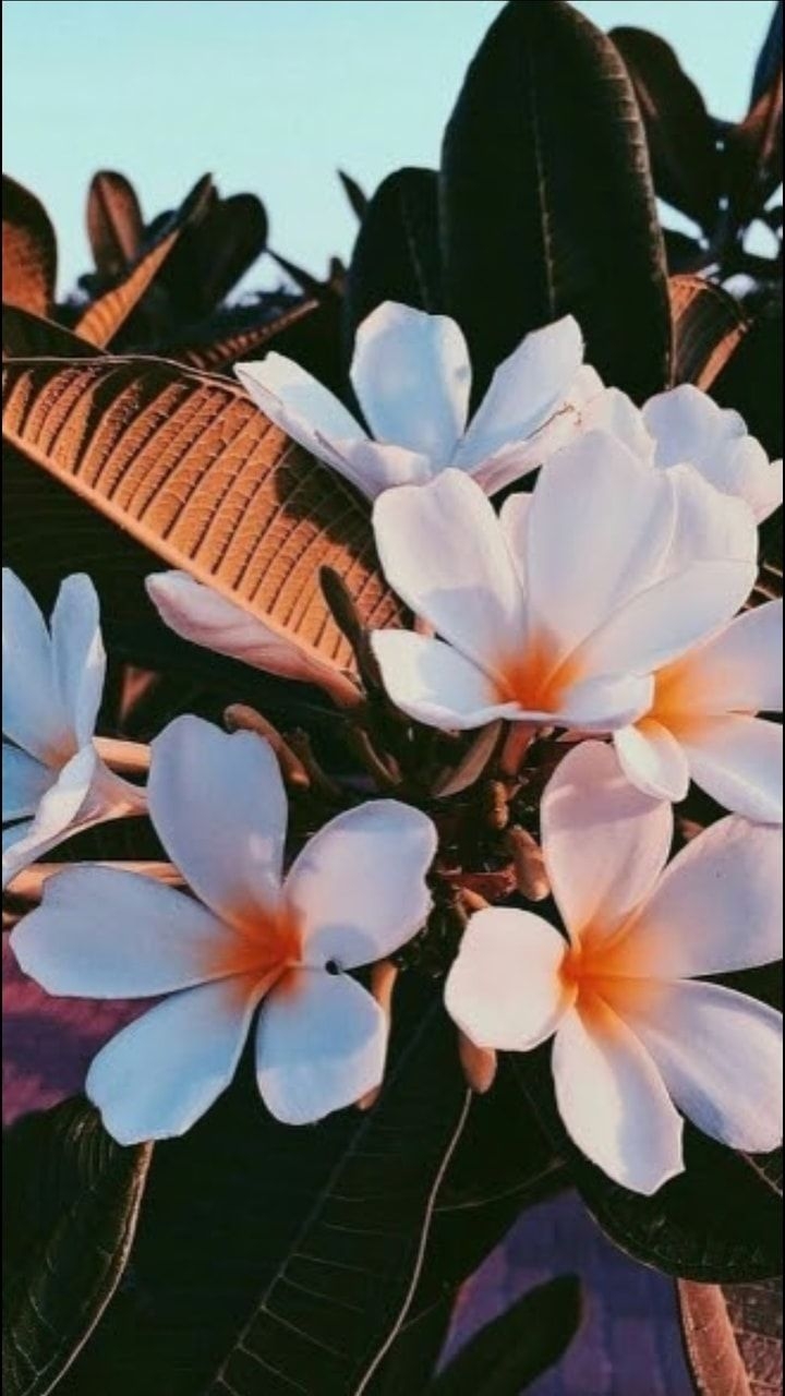 720x1280 Image about summer in aesthetic iPhone wallpaper, Phone