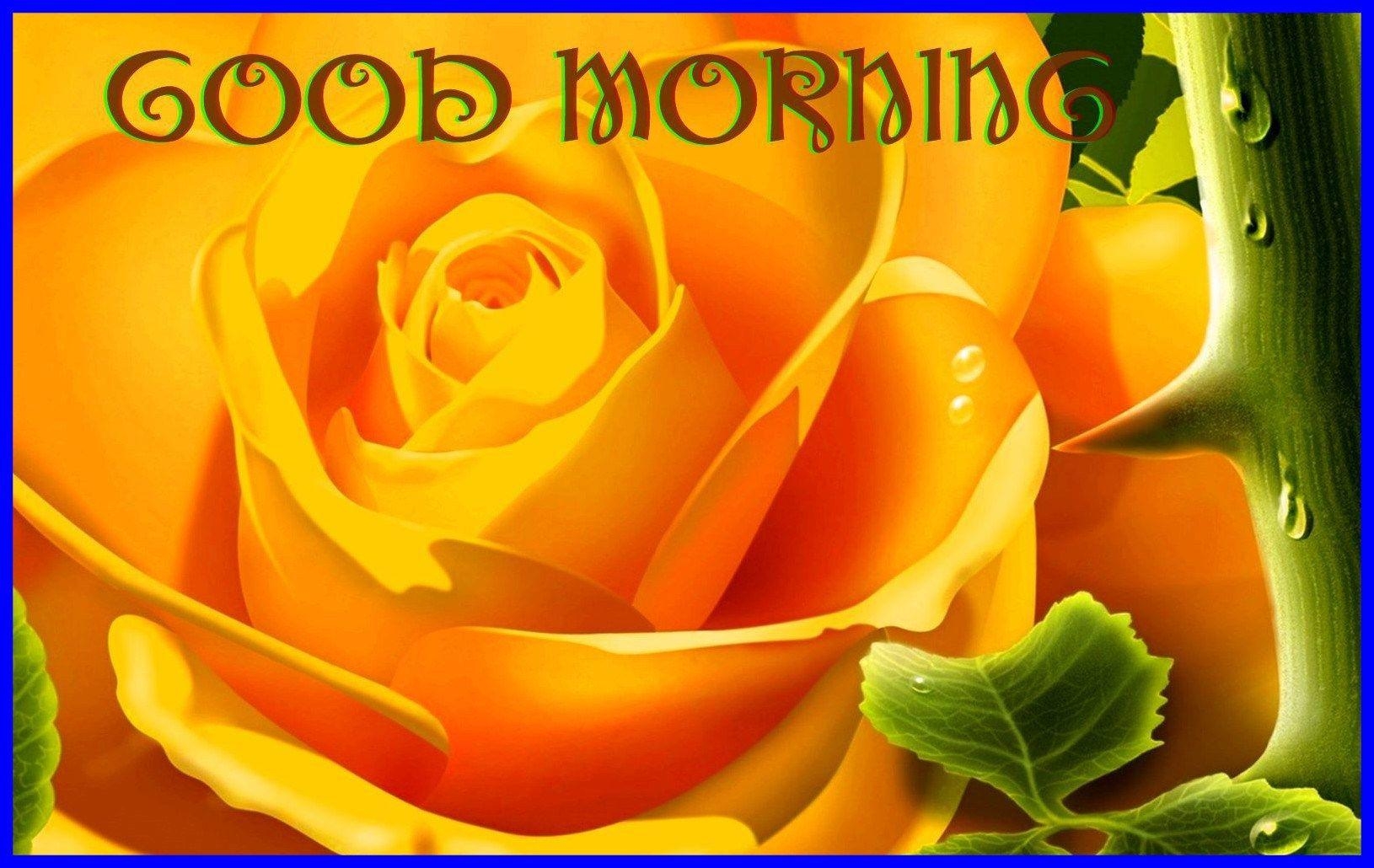 1630x1030 good morning rose HD Path Decorations Picture. Full Path Decoration, Desktop