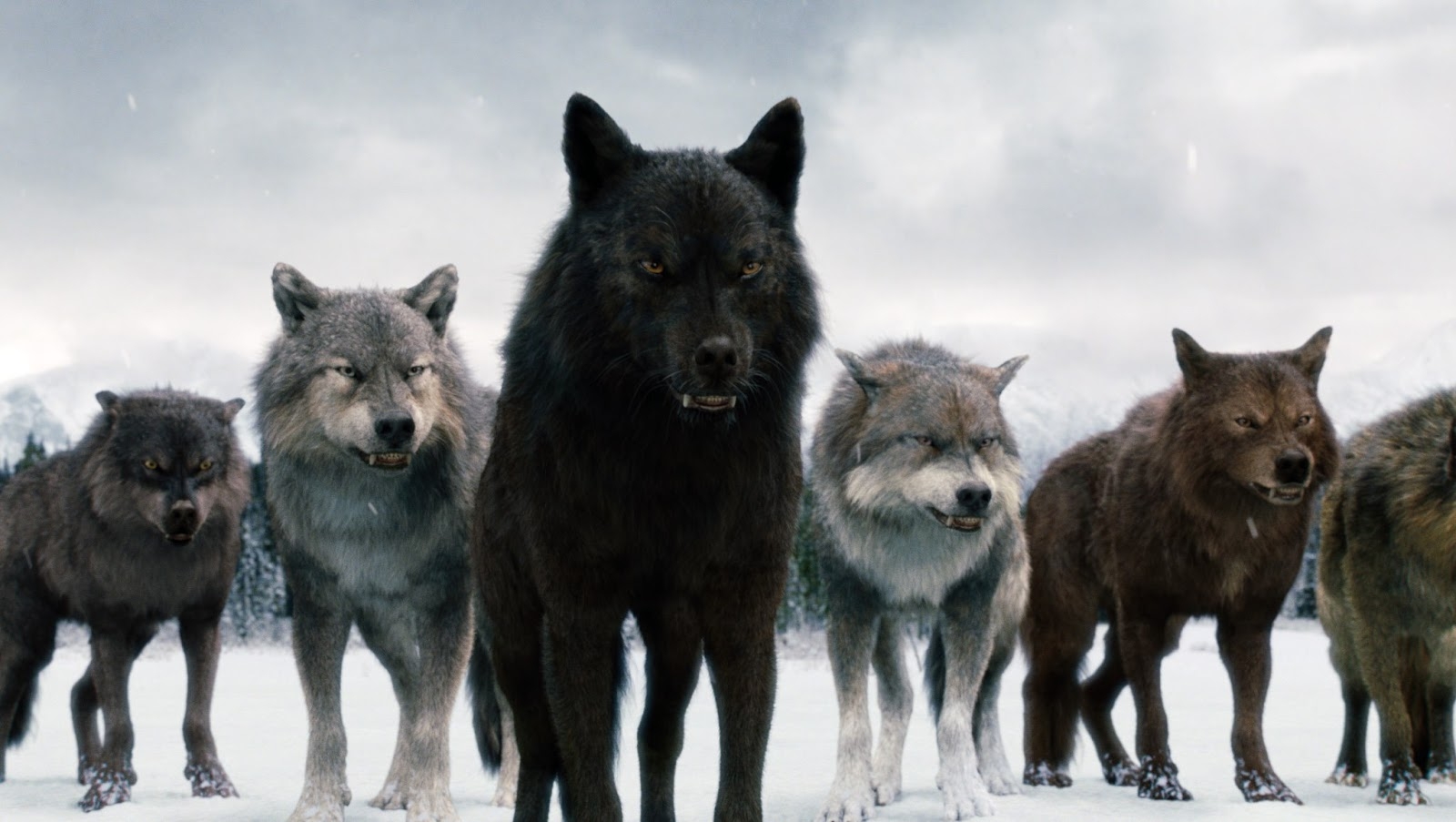 1600x910 Free download Twilighters Latinoamrica Miles de Corazones Latiendo por Una [] for your Desktop, Mobile & Tablet. Explore Twilight Wolf Wallpaper. Free Twilight Wallpaper for Phone, Twilight Saga Picture, Desktop