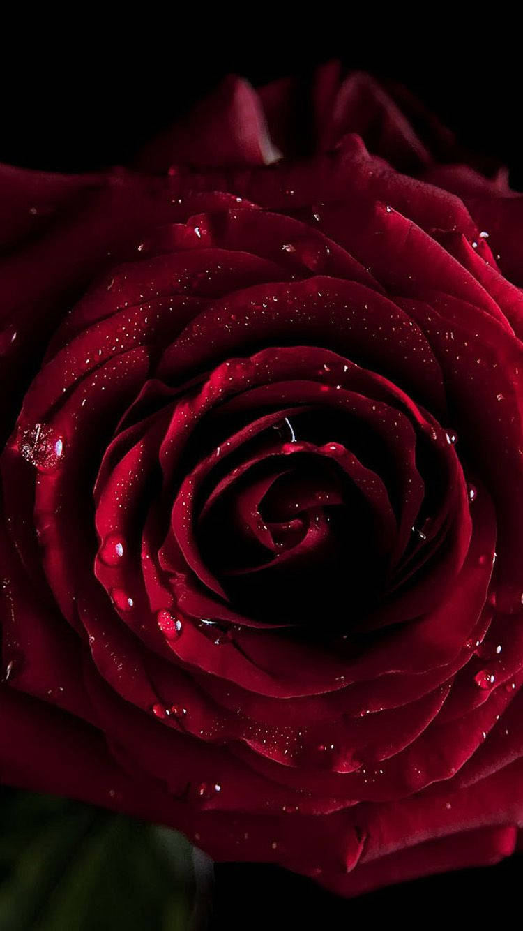 750x1340 Dark Red Rose iPhone Wallpaper, Phone