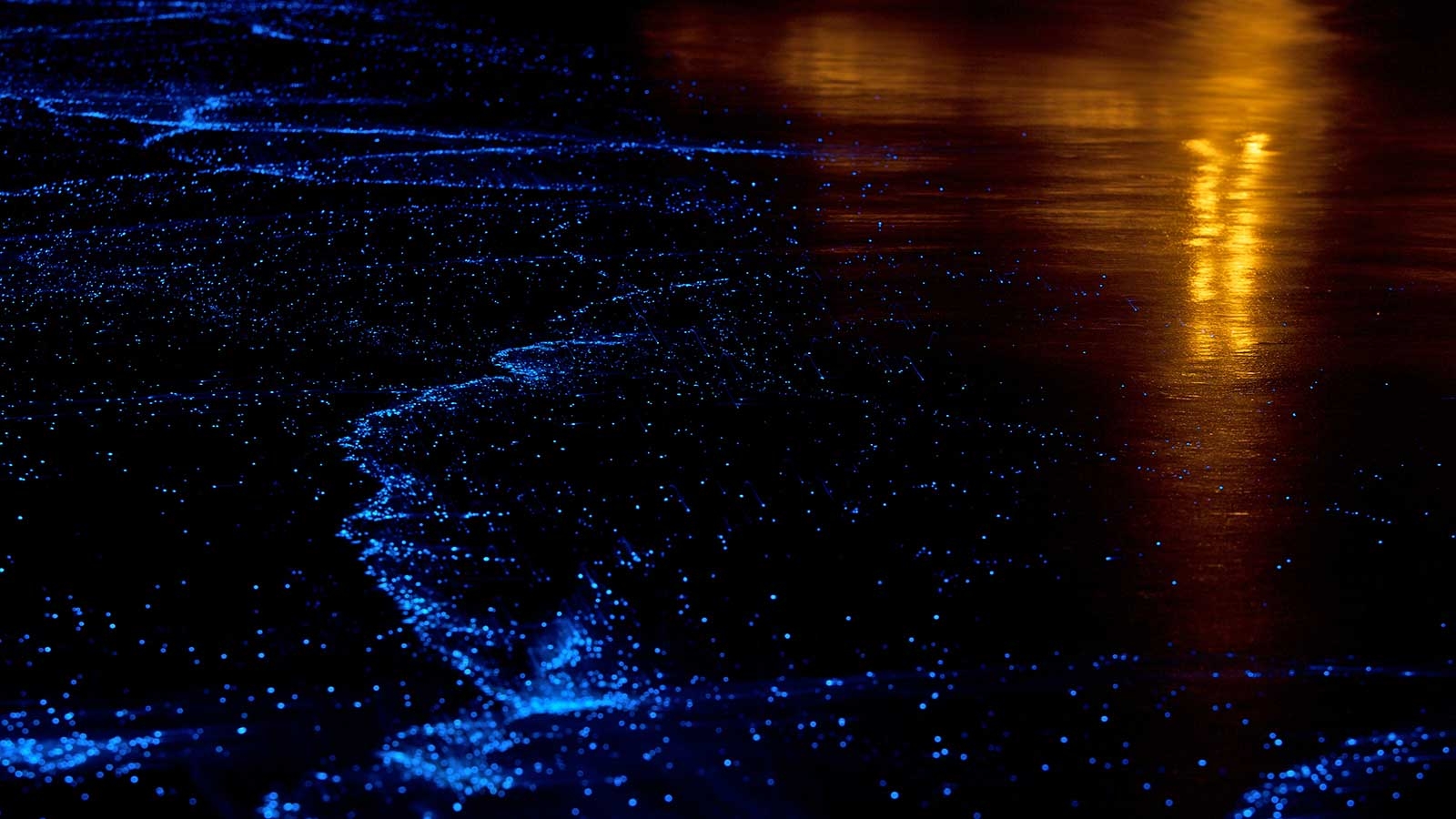 1600x900 Sea of Stars Plankton in Maldives with TMA, Desktop