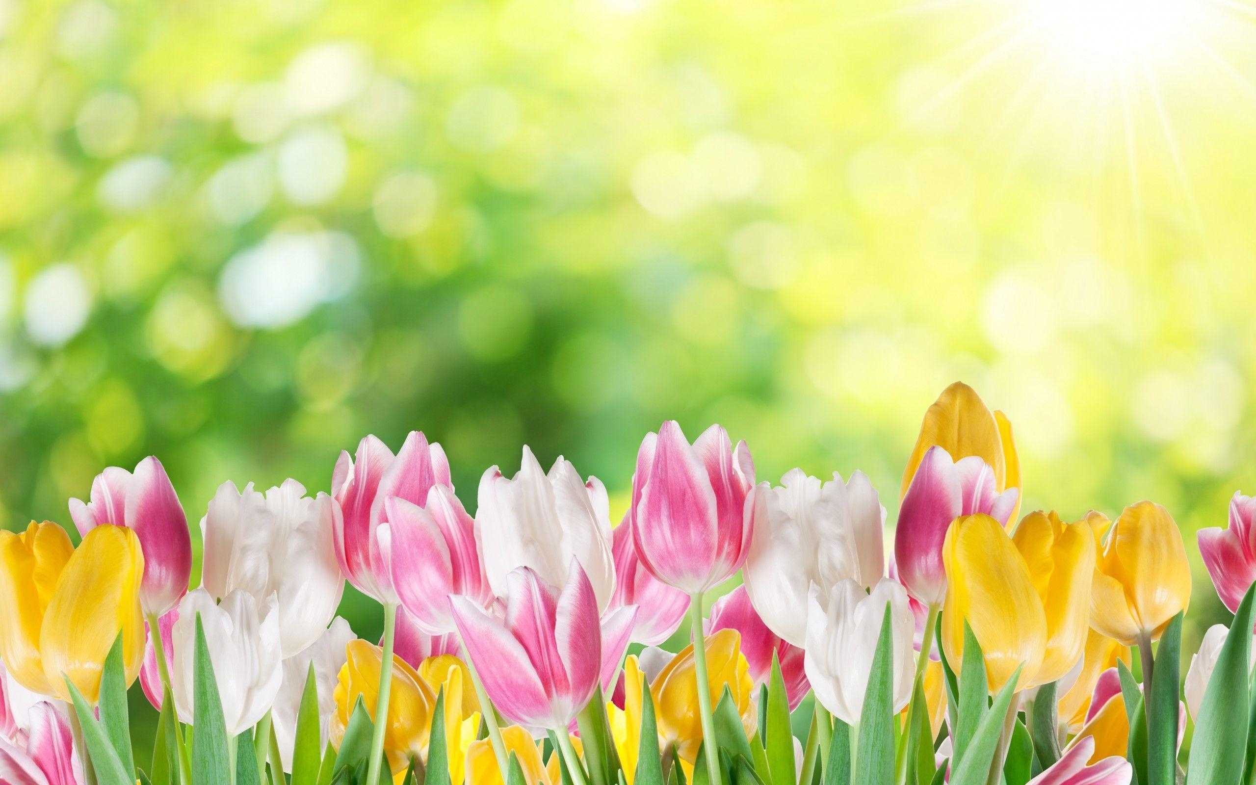 2560x1600 HD Tulips Wallpaper, Desktop