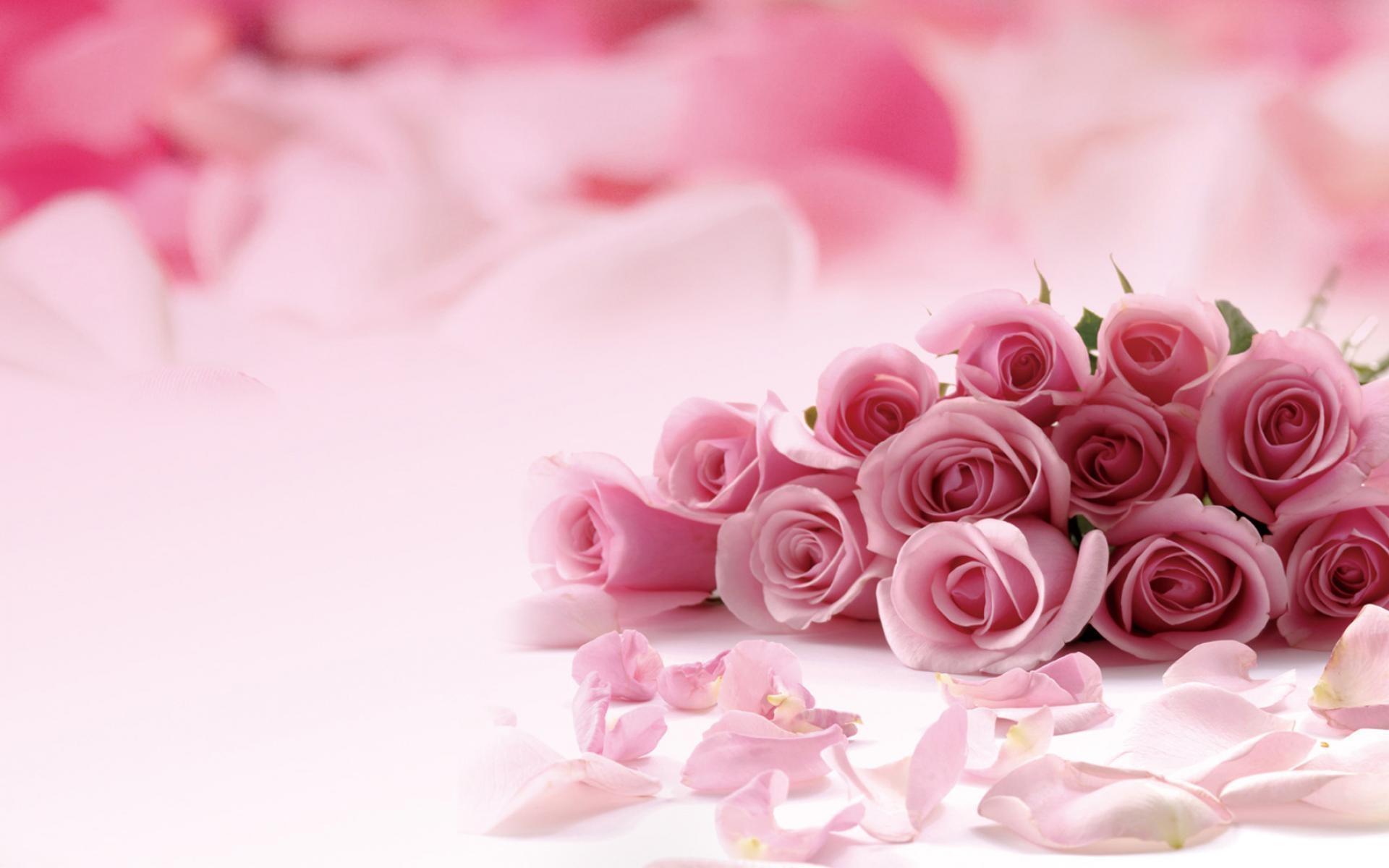 1920x1200 Pink roses picture HD Deskx1200 windows HD Wallpaper, Desktop