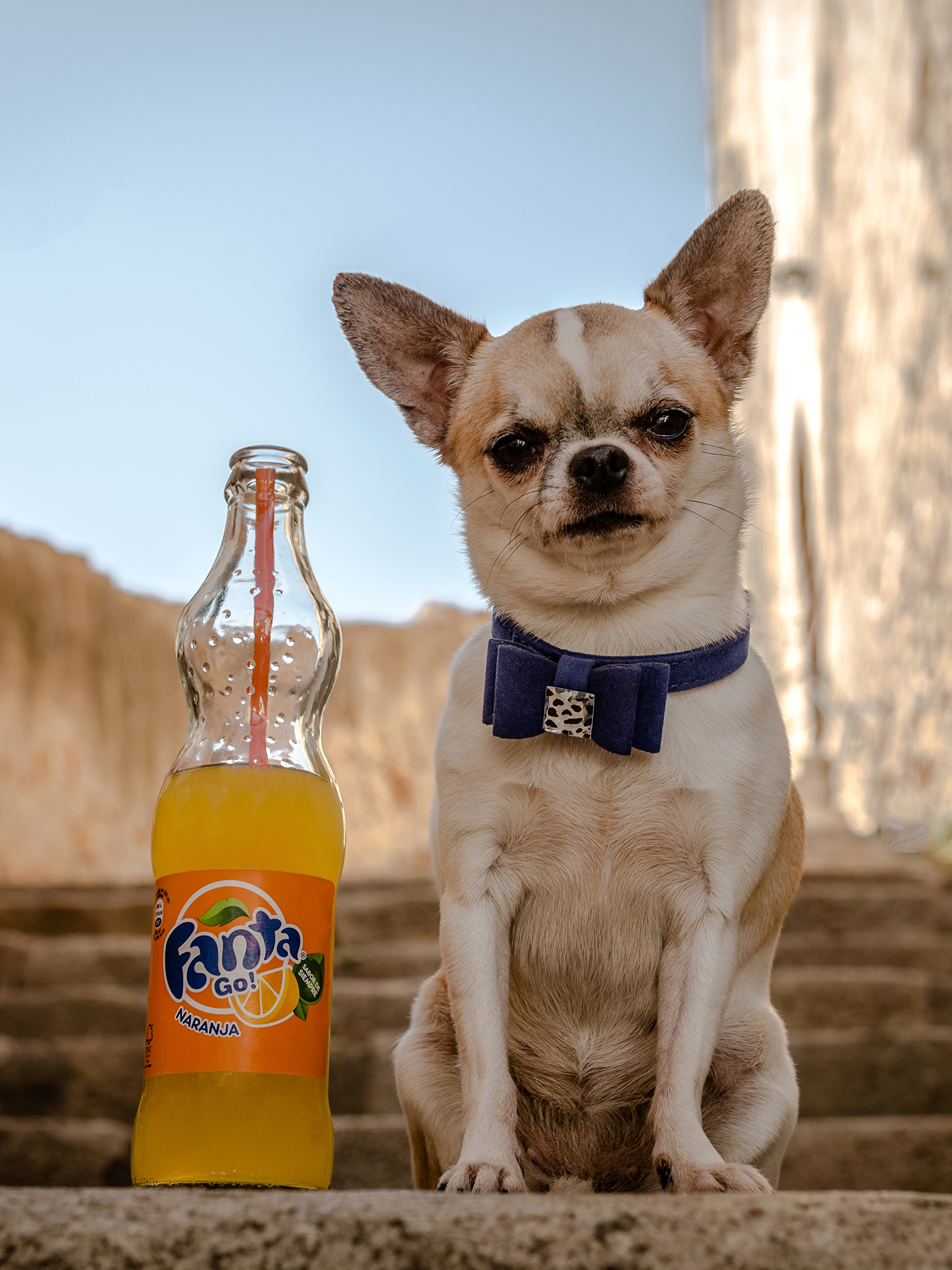 2050x2740 Wallpaper Chihuahua Dogs Fanta stairway Bottle Glance, Phone