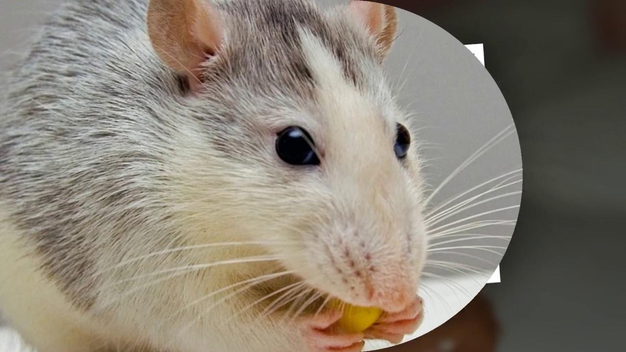 1280x720 Rat Wallpaper Slideshow, Desktop