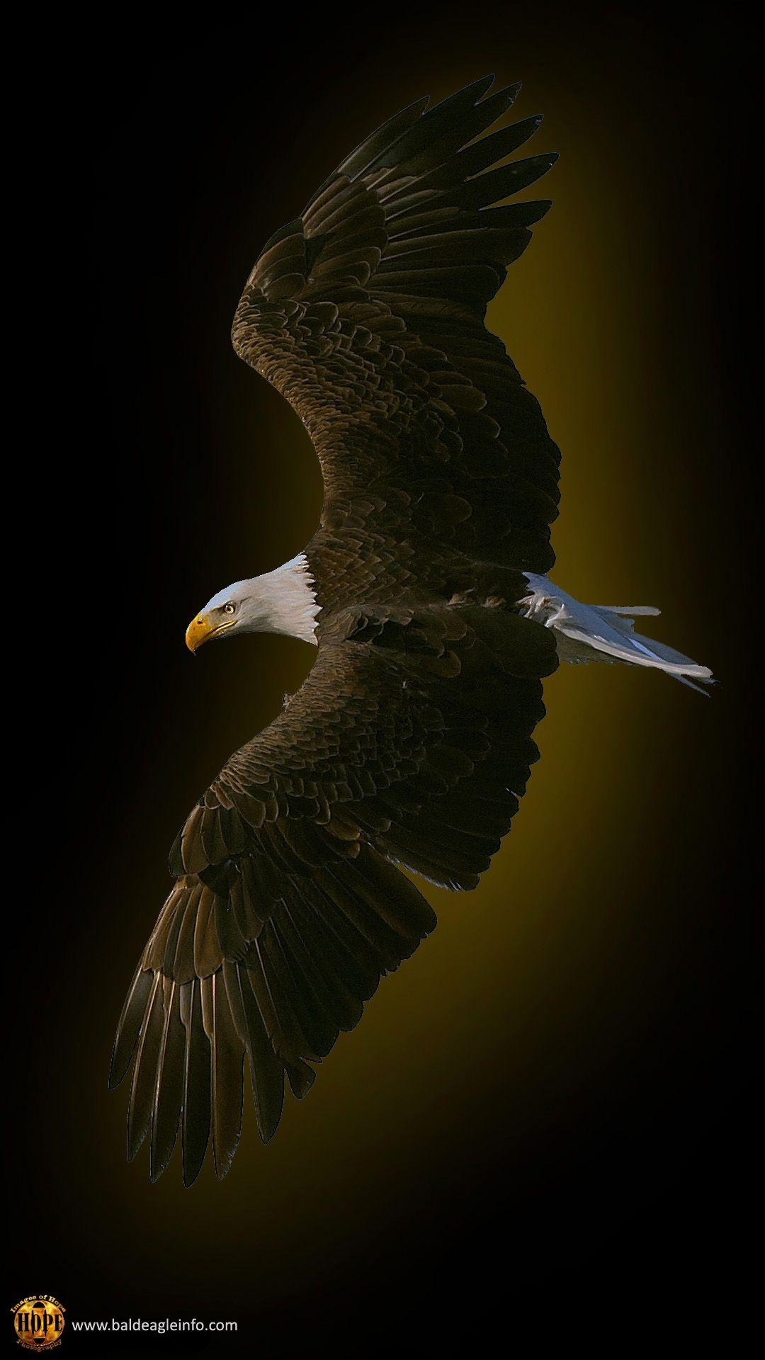 1080x1920 Free Mobile Phone Bald Eagle Wallpaper at baldeagleinfo.com, Phone