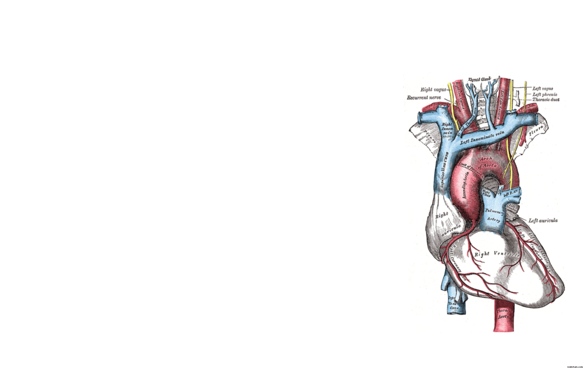 1900x1200 Anatomy Of Heart Wallpaper Grays X Trust Me I M A Biologist, Desktop