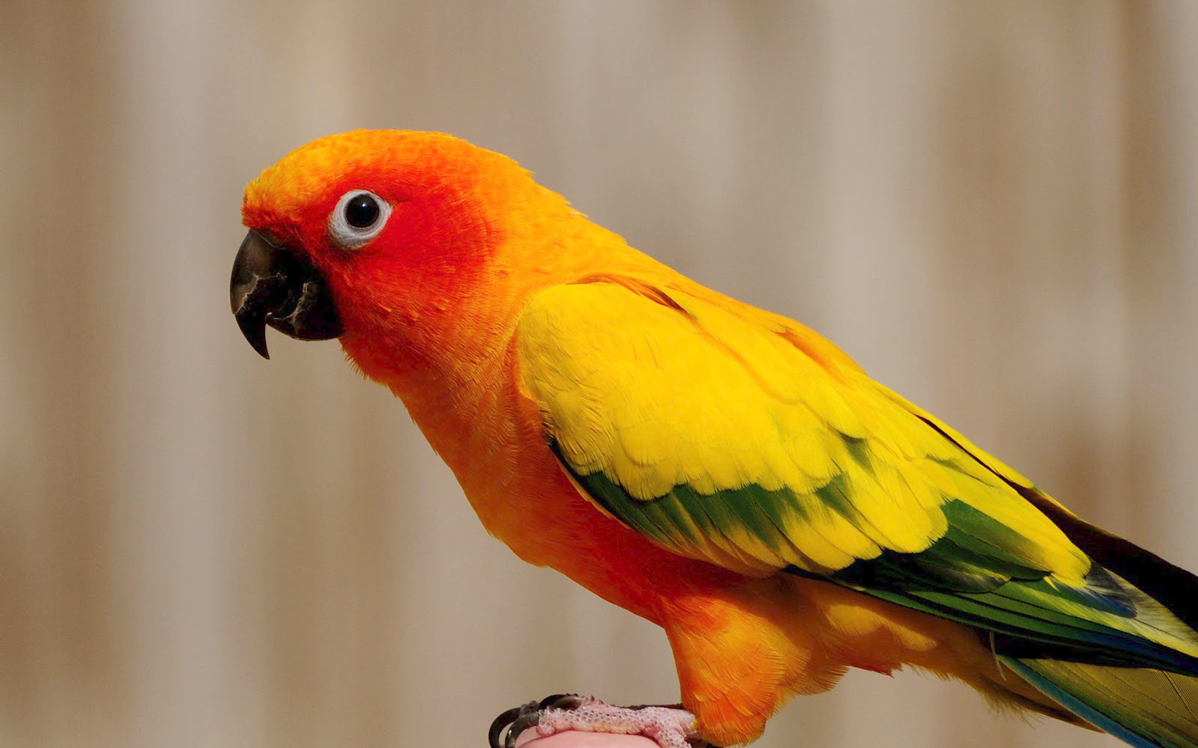 3840x2400 Yellow Parrot Wallpaper HD , Wallpaper13.com, Desktop