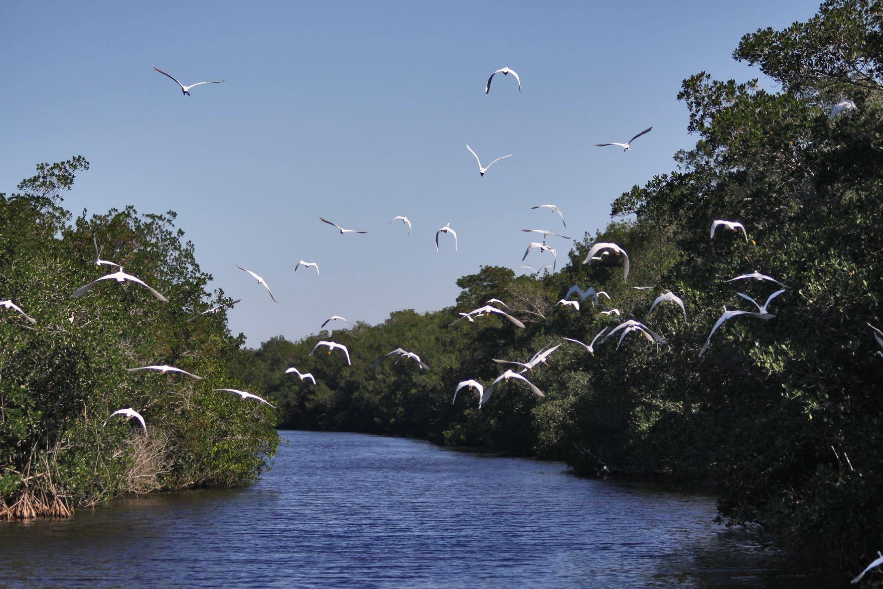 1760x1180 Best HD Everglades National Park Wallpaper, Desktop