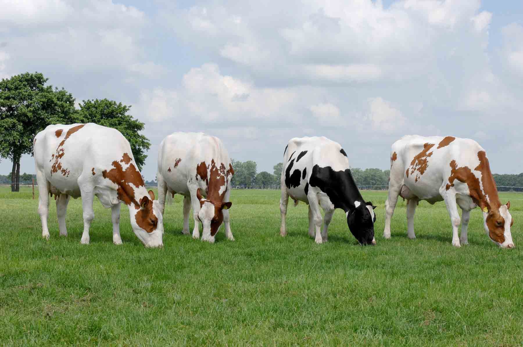 1800x1200 Milk processors 'dragging their feet' on price as farmers continue, Desktop