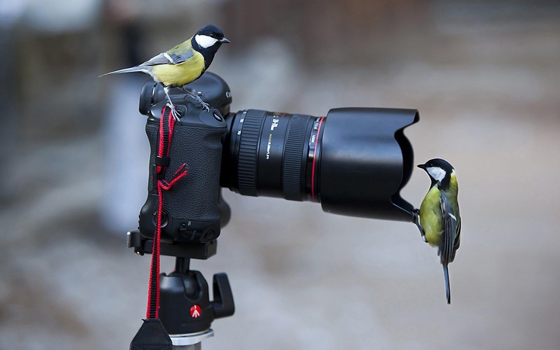 1920x1200 Canon Camera Tripod Curious Birds Desktop Wallpaper, Desktop