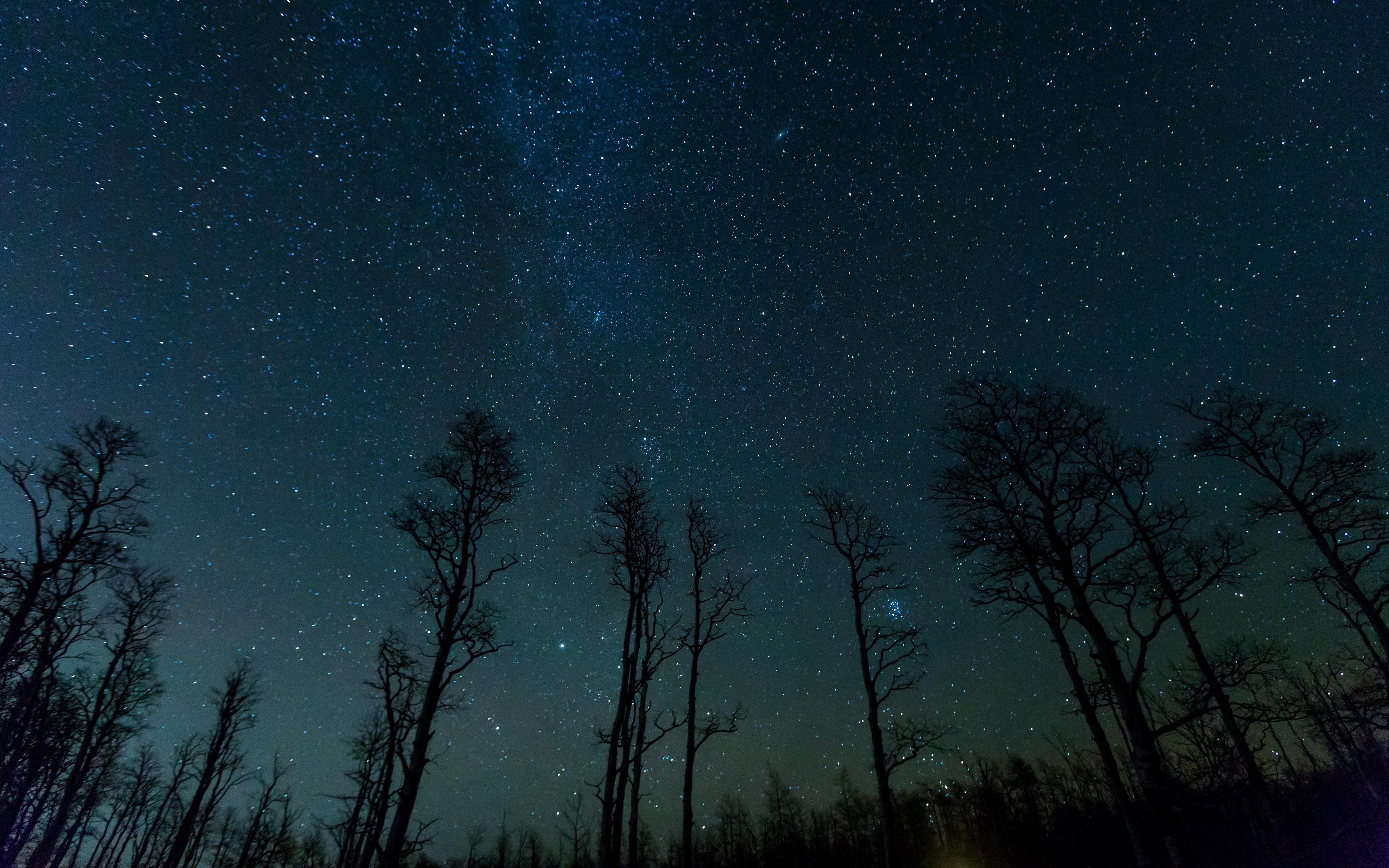 3840x2400 Download wallpaper  starry sky, trees, stars, night 4k, Desktop