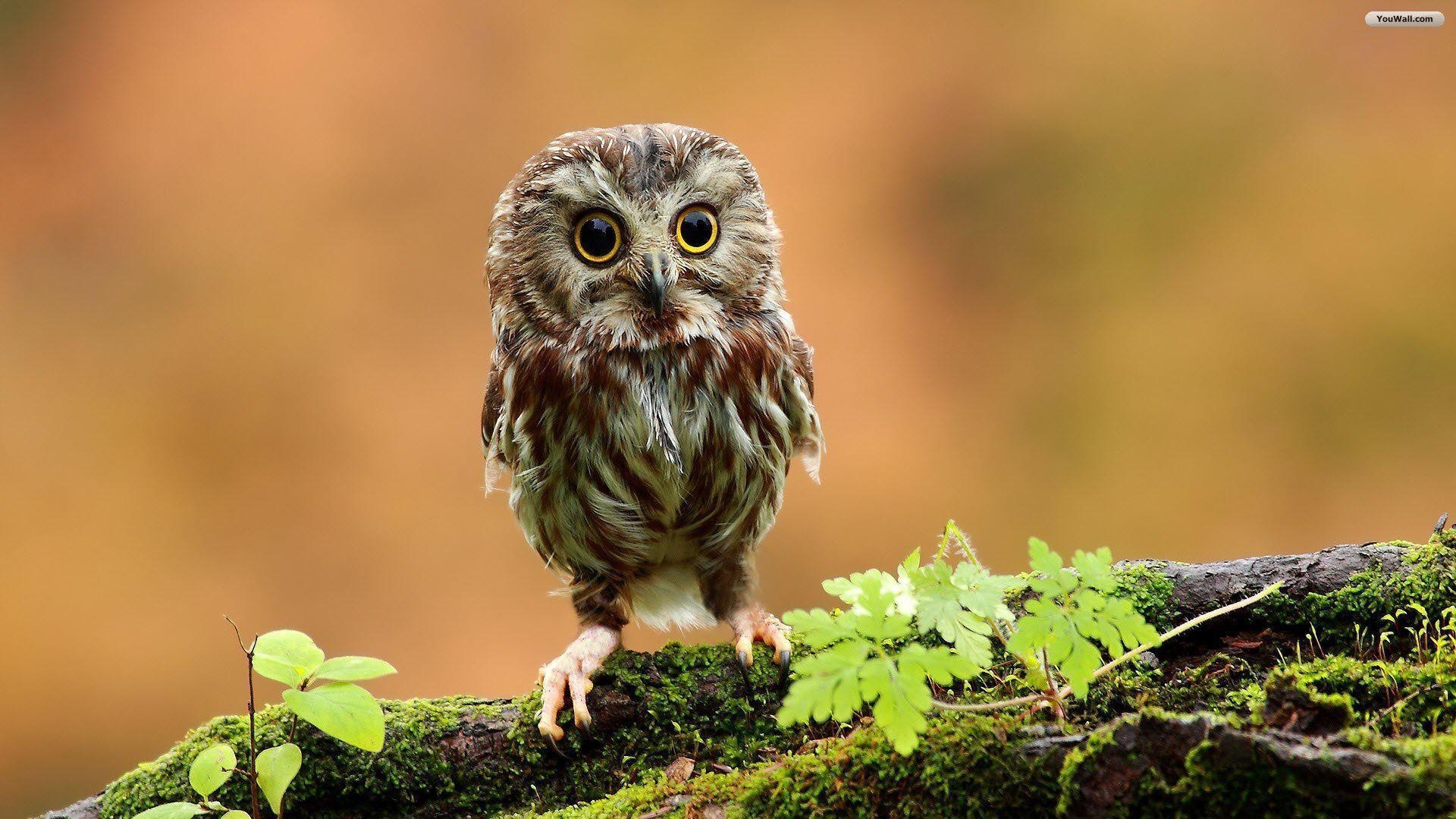 1920x1080 Free Owl Wallpaper 37302 Wallpaper. wallpicsize, Desktop