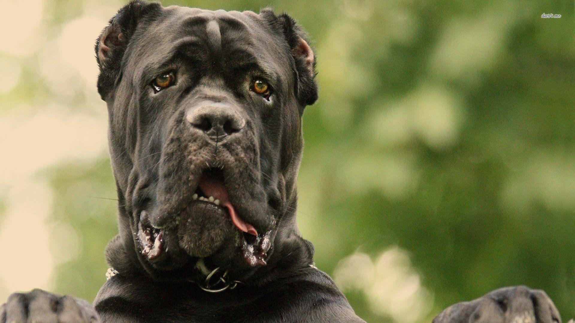 1920x1080 Cane Corso, Desktop