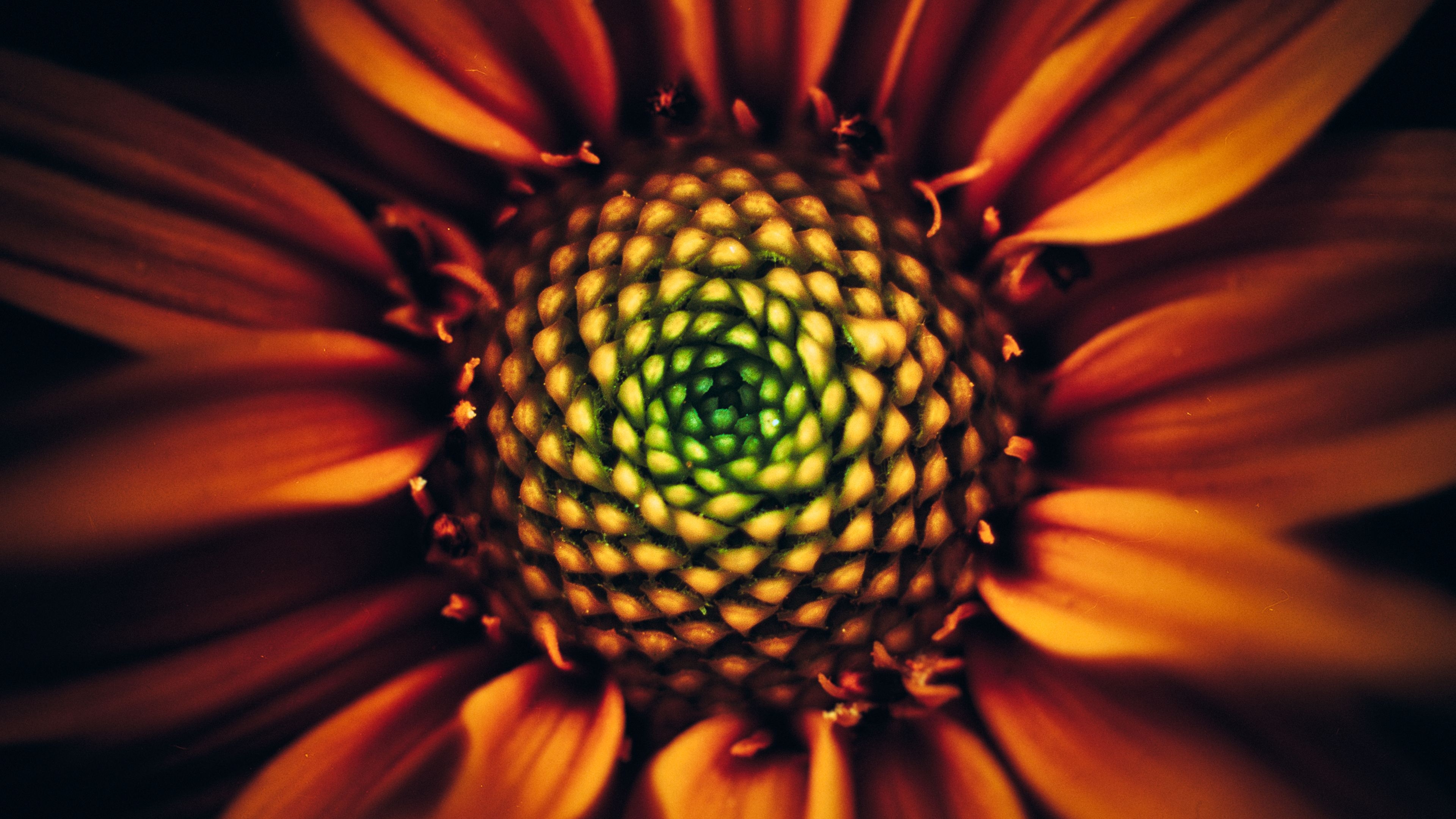3840x2160 Sunflower 4K Wallpaper, Desktop