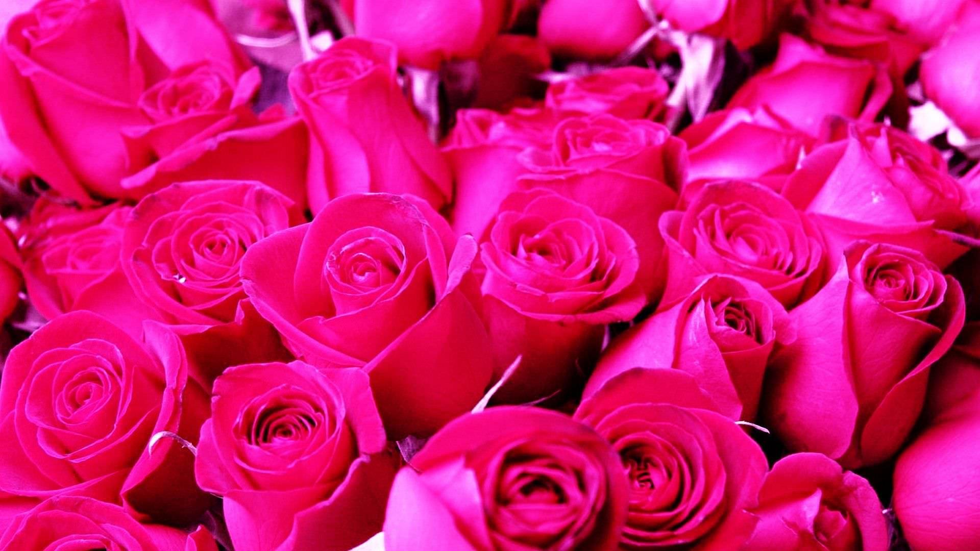 1920x1080 Roses Background, Wallpaper, Image, Picture. Design, Desktop