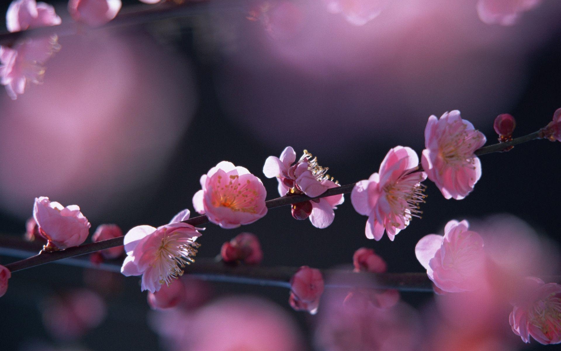 1920x1200 Springtime Wallpaper 5234, Desktop
