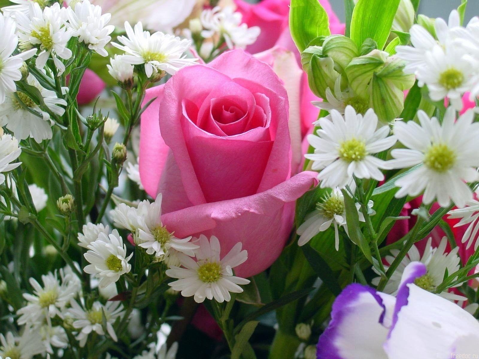 1600x1200 Pink Rose HD Wallpaper and Background Image, Desktop