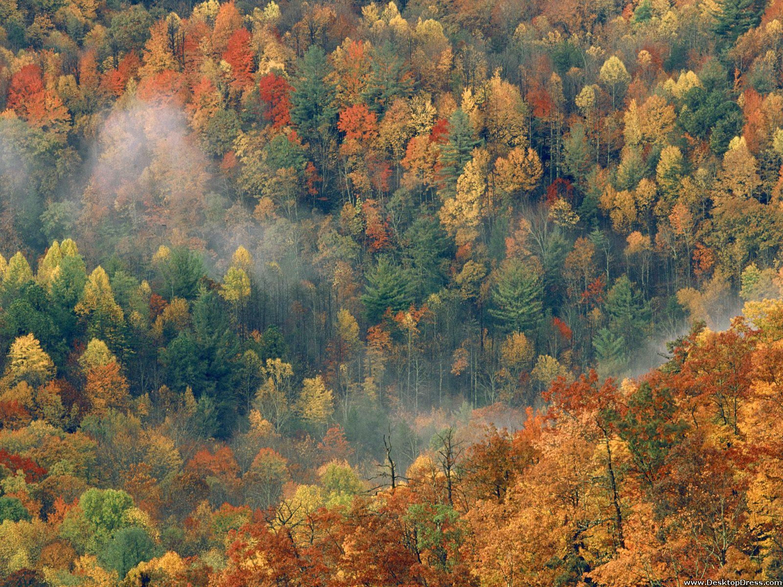 1600x1200 Desktop Wallpaper Natural Background Colorful Autumn Forest, Desktop