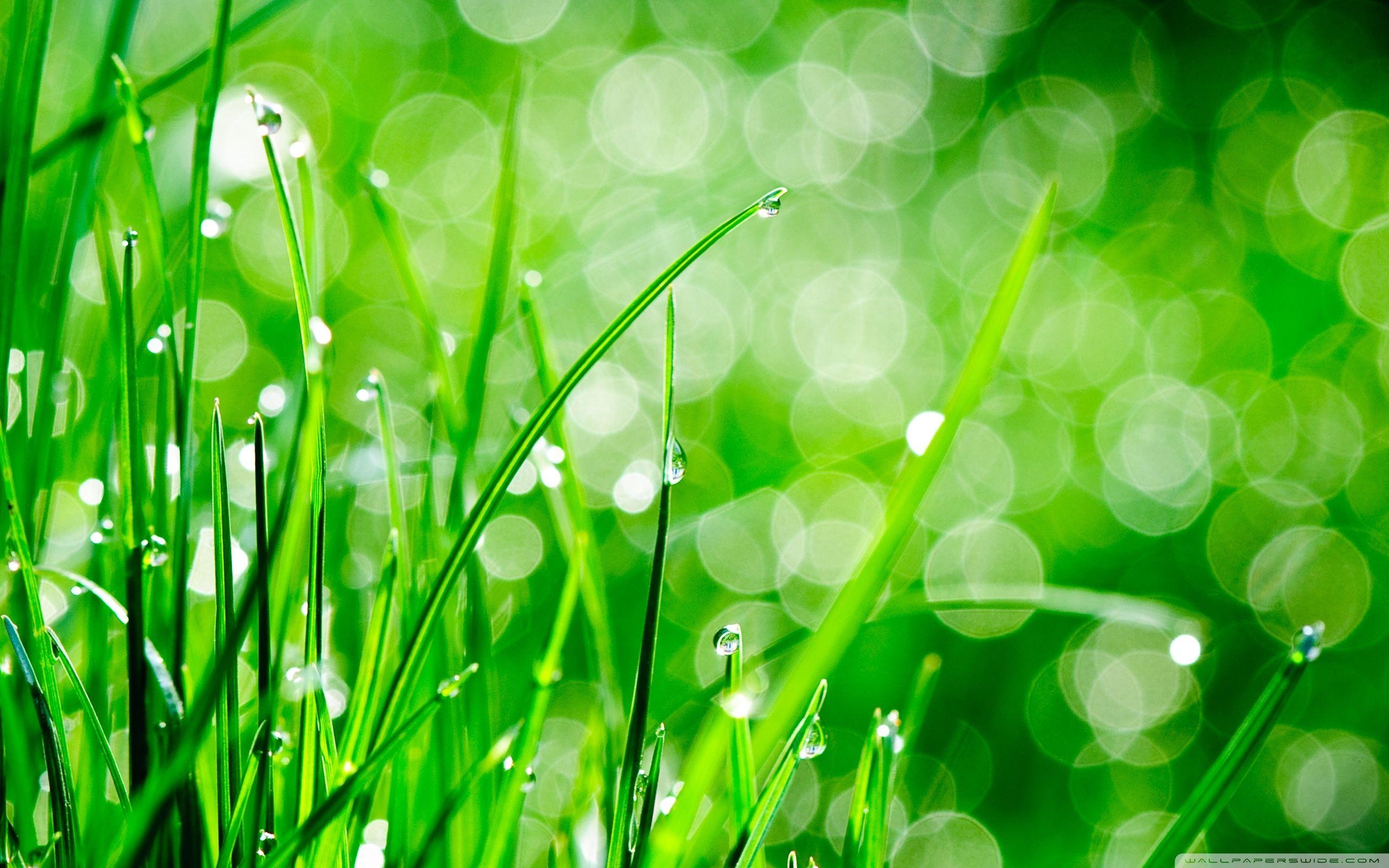 2560x1600 Water Drops On Grass ❤ 4K HD Desktop Wallpaper for 4K Ultra HD TV, Desktop