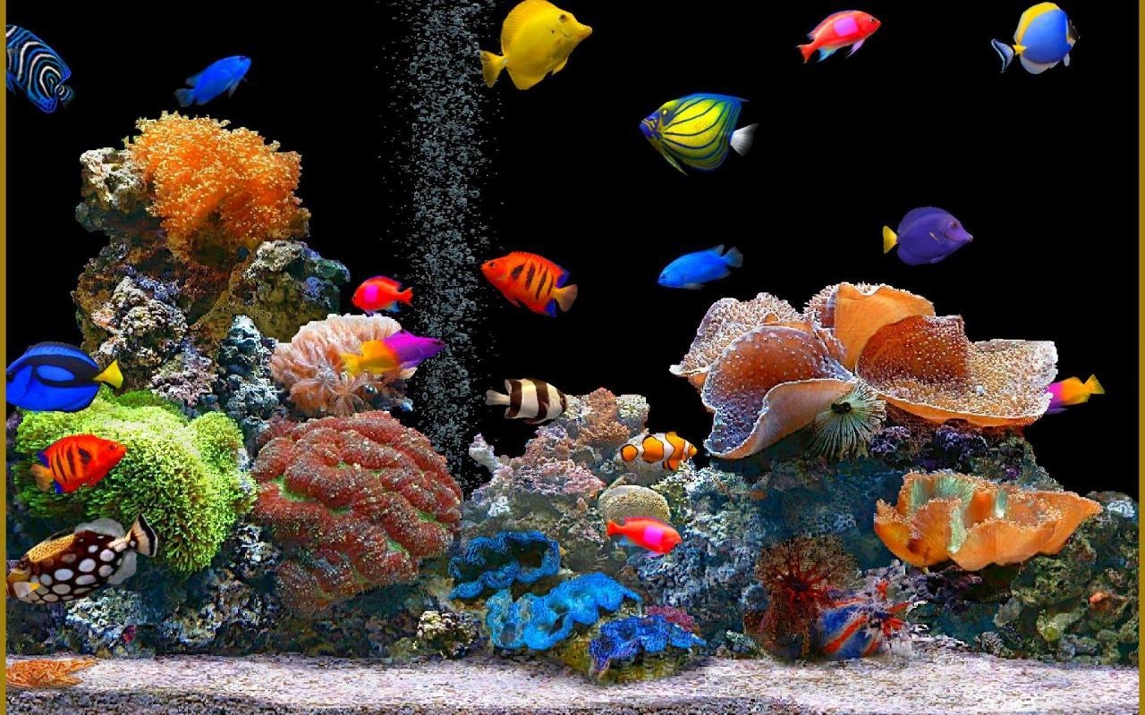 1280x800 Aquariums image Aquarium Wallpaper HD wallpaper and background, Desktop