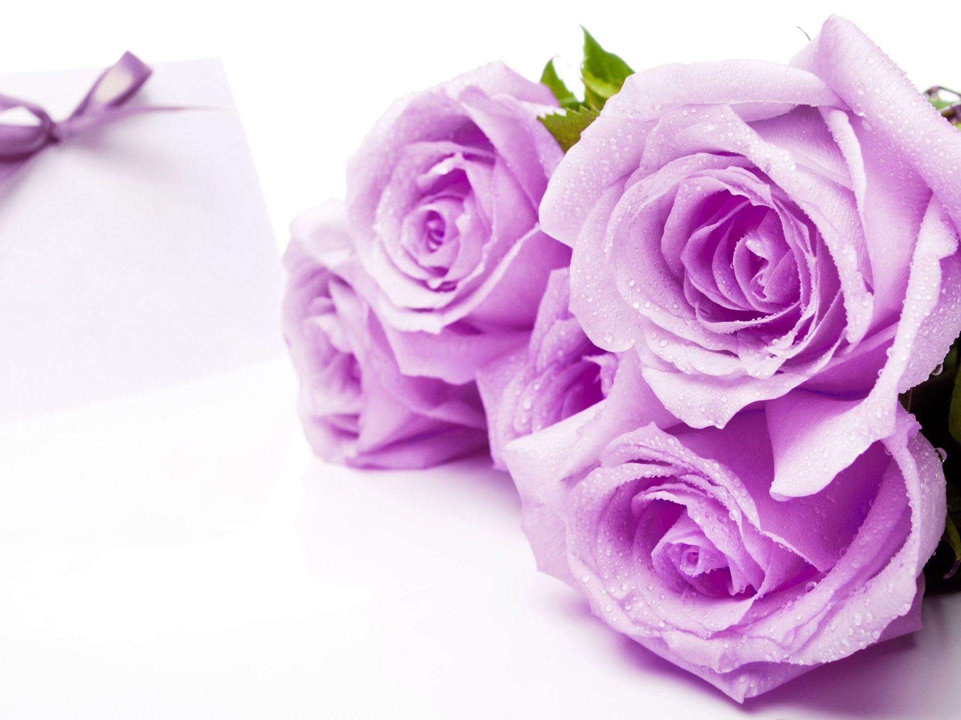 1920x1440 Pink Rose Wallpaper, Desktop