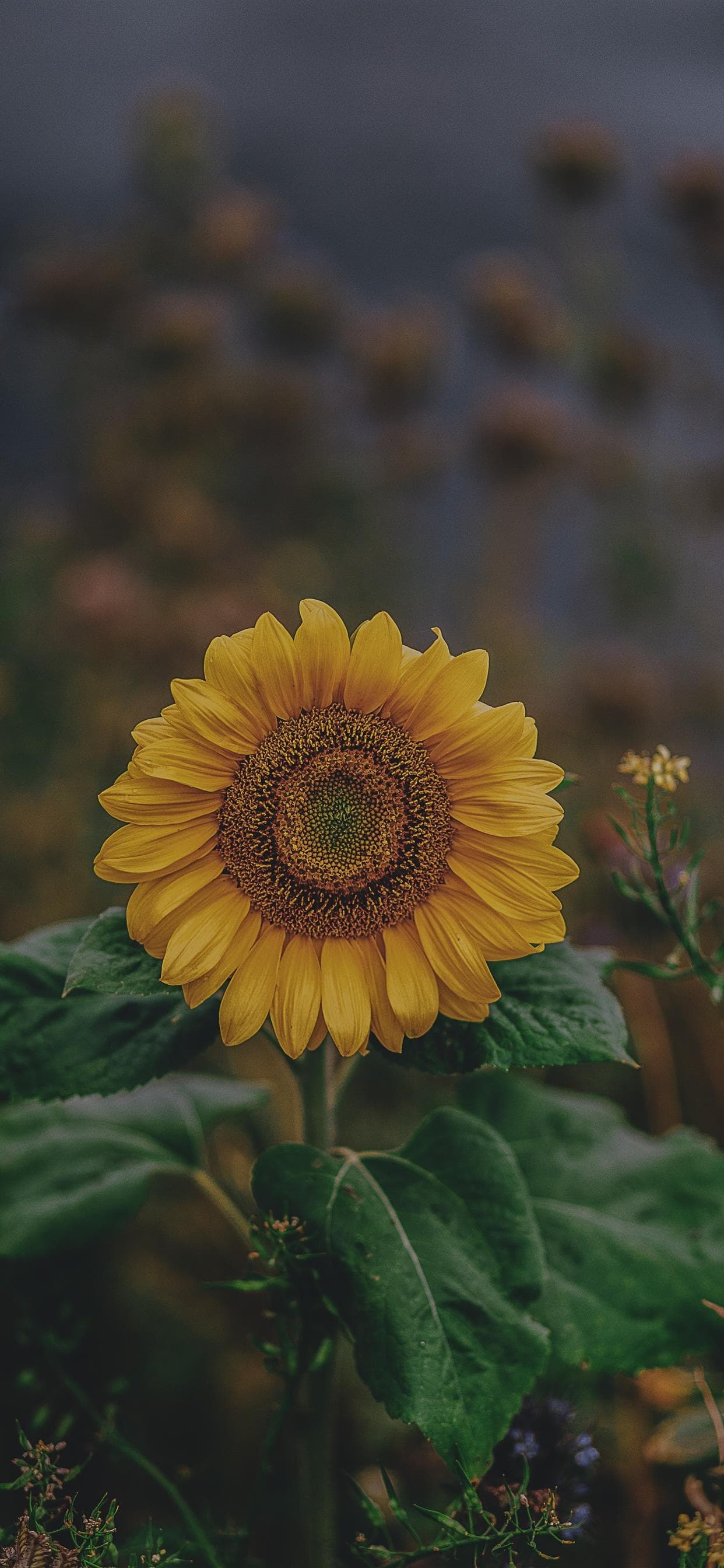 1250x2690 iPhone Sunflower Wallpaper Free HD Wallpaper, Phone