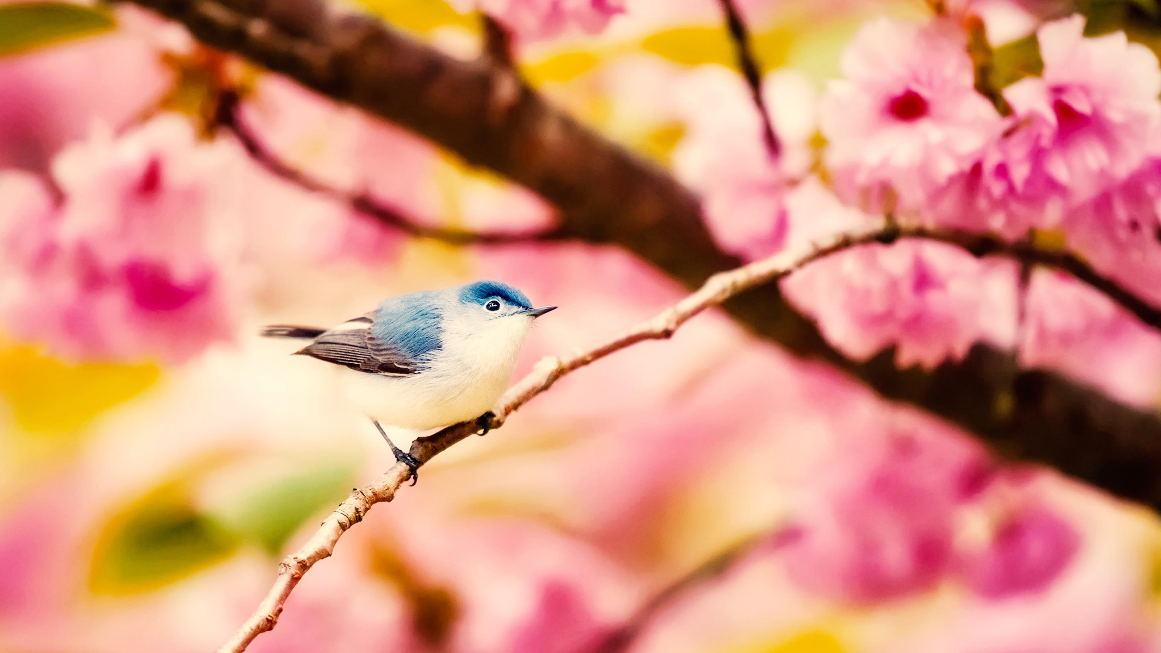 3840x2160 Little Bird Chromebook Wallpaper, Desktop