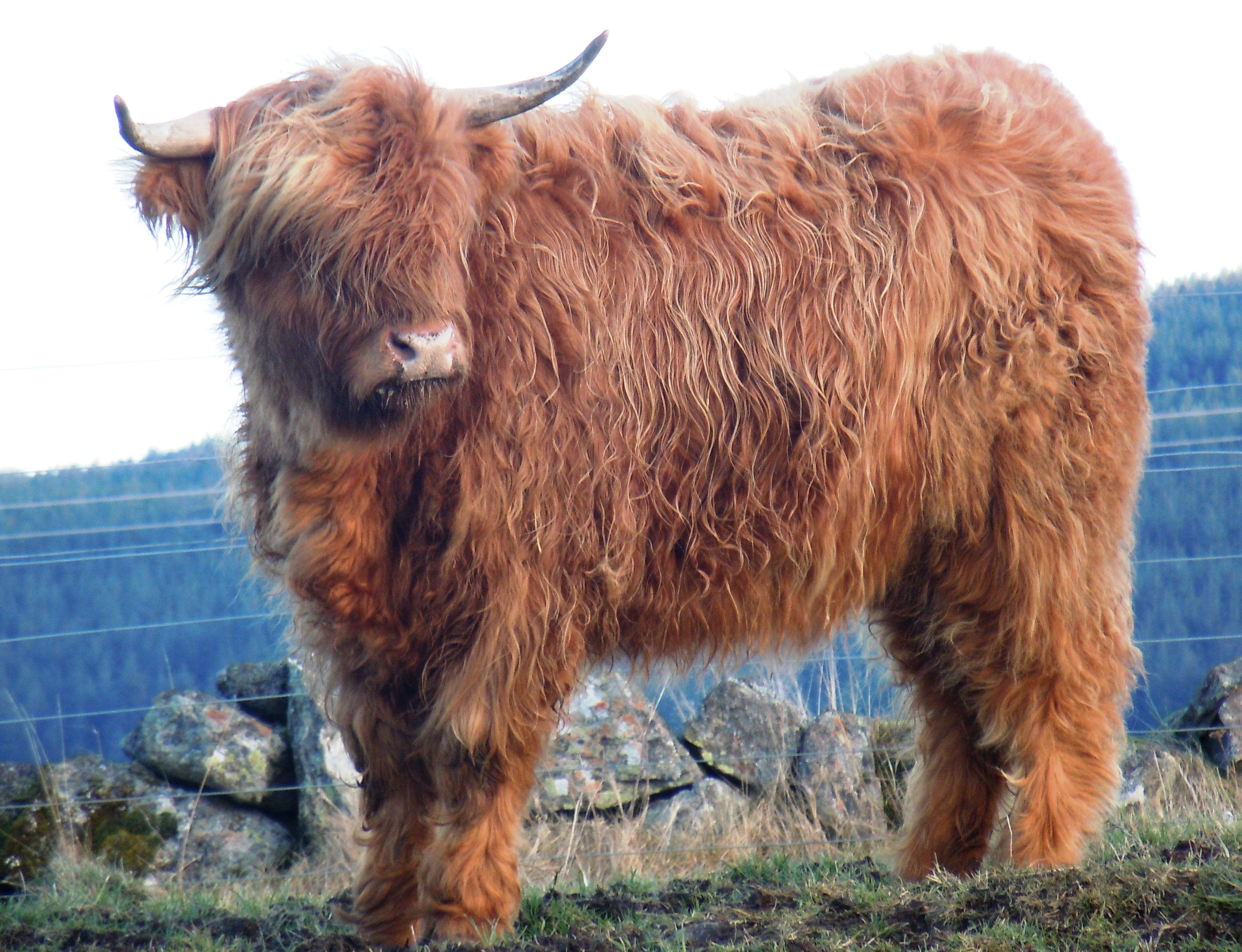 3700x2840 highland cattle wallpaper and background. Free, Desktop