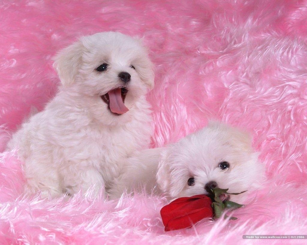 1030x820 Puppy Dog White Baby Dog Wallpaper 15332 Puppy Dogs White Maltese, Desktop