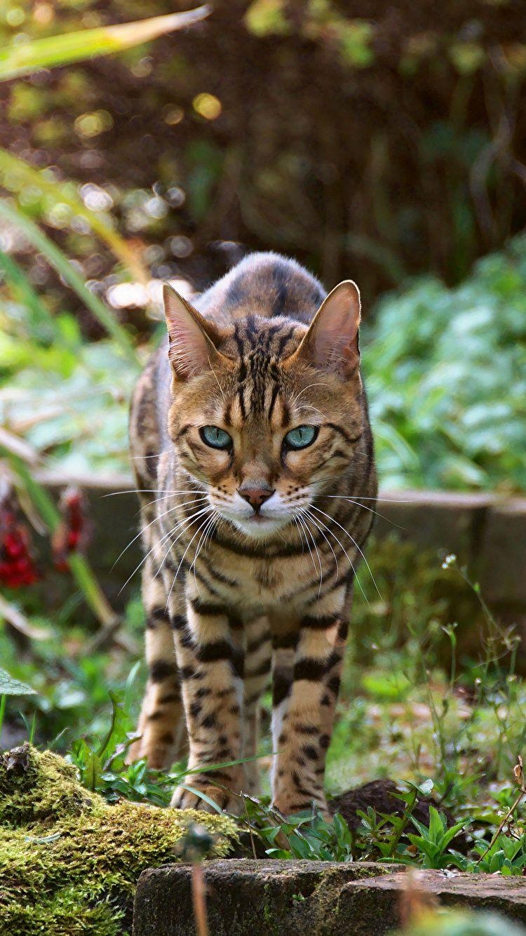 750x1340 Picture Bengal cat Cats Animals, Phone