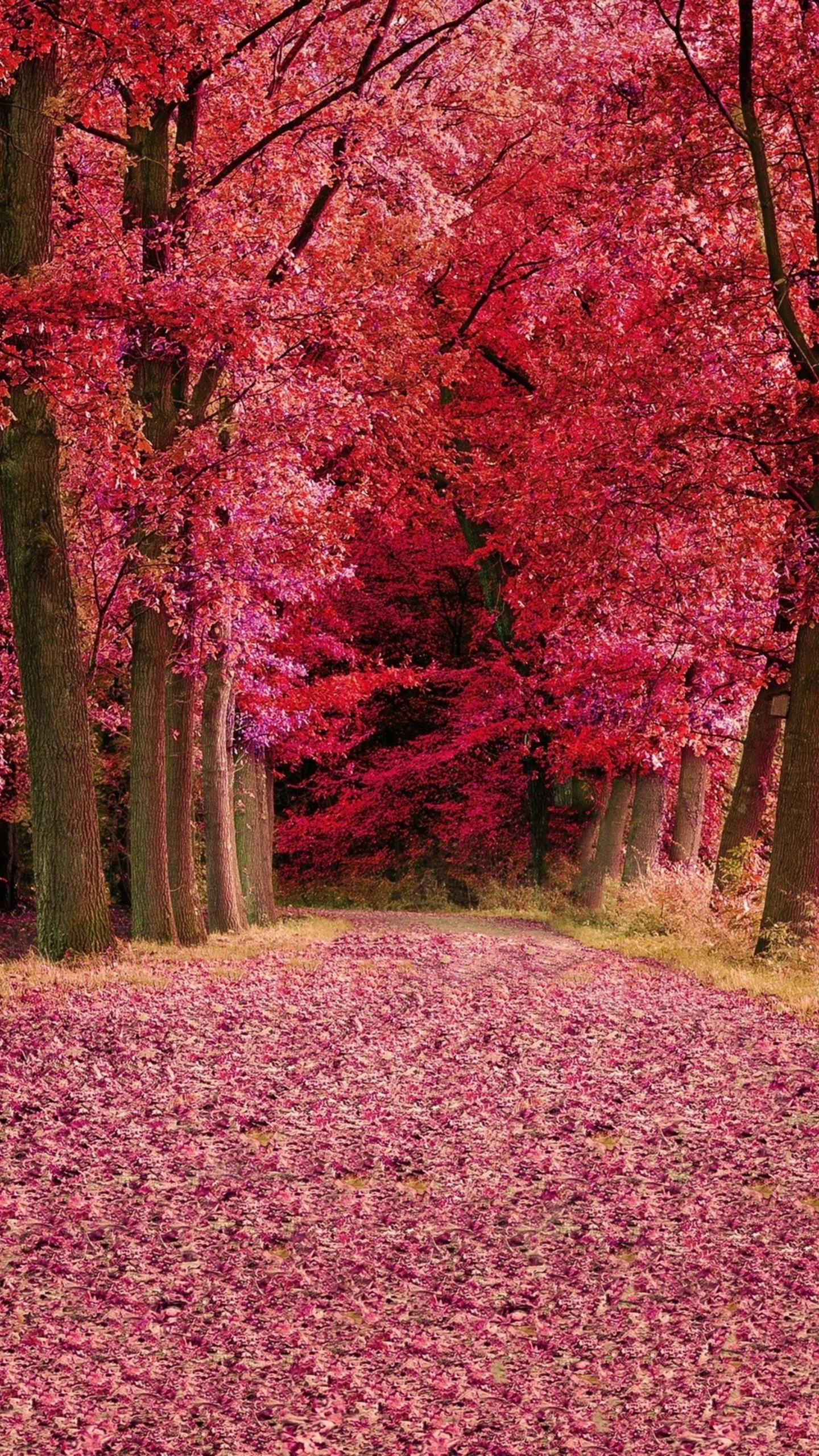 1440x2560 Fall Foilage Path Pink Trees Samsung Galaxy S S7 , Google Pixel XL , Nexus 6P , LG G5 HD 4k Wallpaper, Image, Background, Photo and Picture, Phone