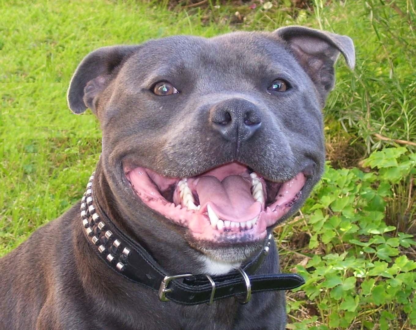 1360x1080 Staffie Smile. Dog face, Bull terrier puppy, Staffordshire bull, Desktop