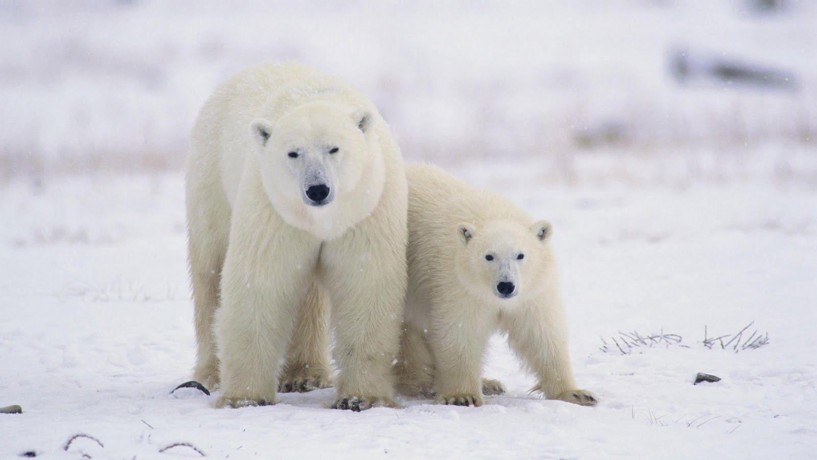 1600x900 Polar Bear Baby HD Wallpaper, Desktop