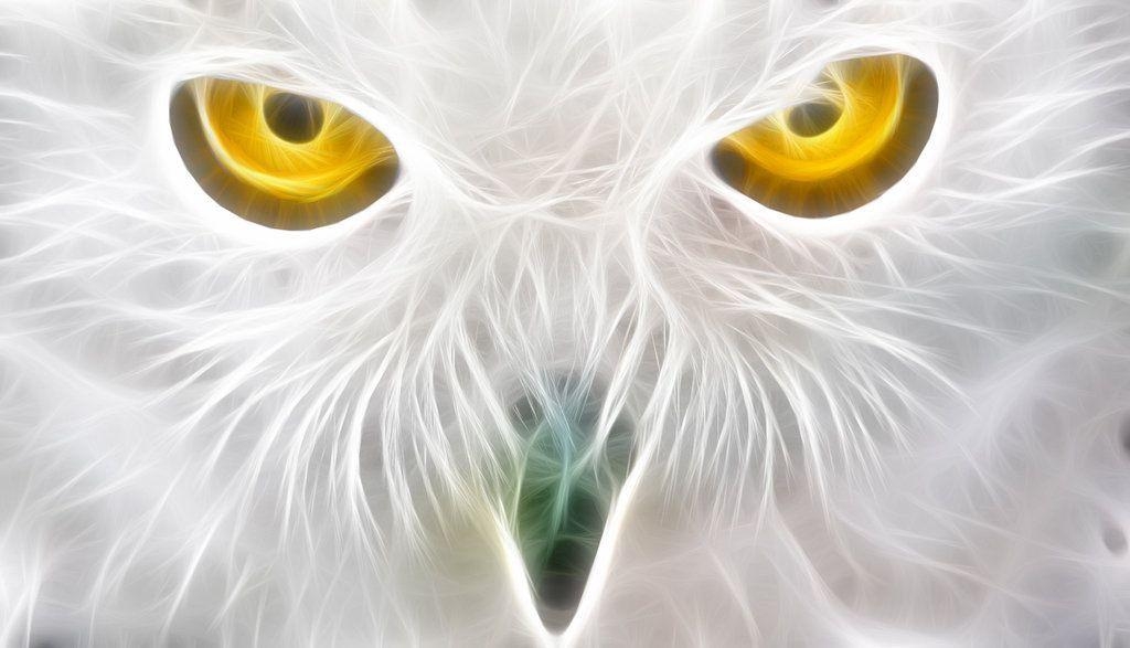 1030x590 Gallery For > White Owl Wallpaper HD, Desktop