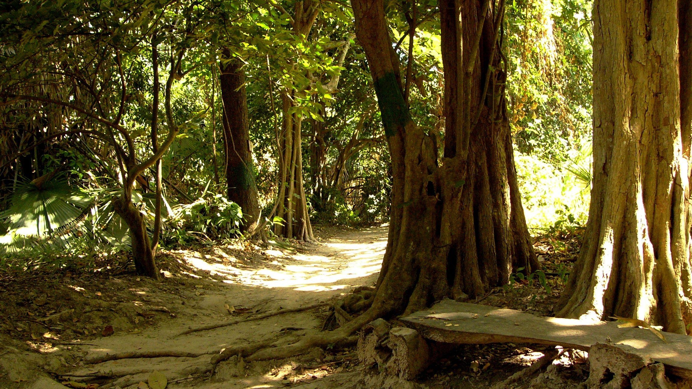 2310x1300 Bijilo Forest Park Gambia 05. Jan Erik Sjøstedt, Desktop