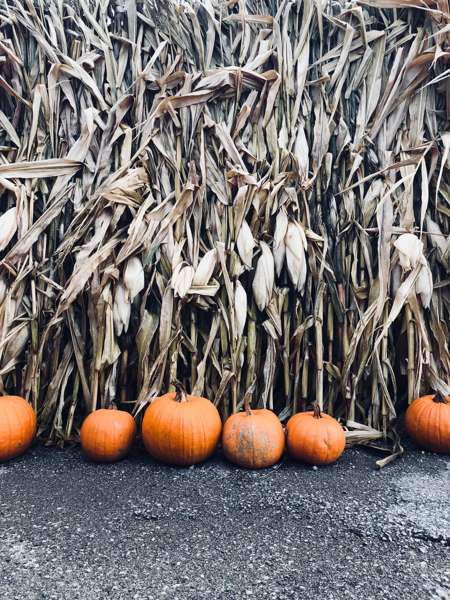 1540x2050 Pumpkin Patch iPhone Wallpaper Fall iPhone Wallpaper That'll Instantly Make You Feel Cozy, Phone