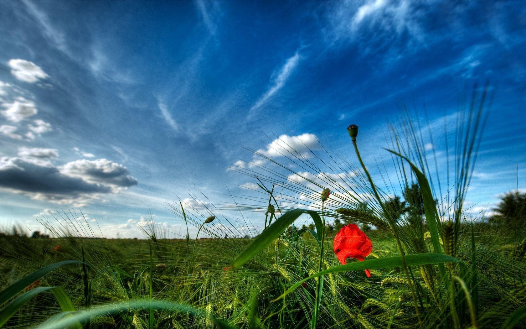 1680x1050 Red Wildflower and Green Grasses Wallpaper, Desktop