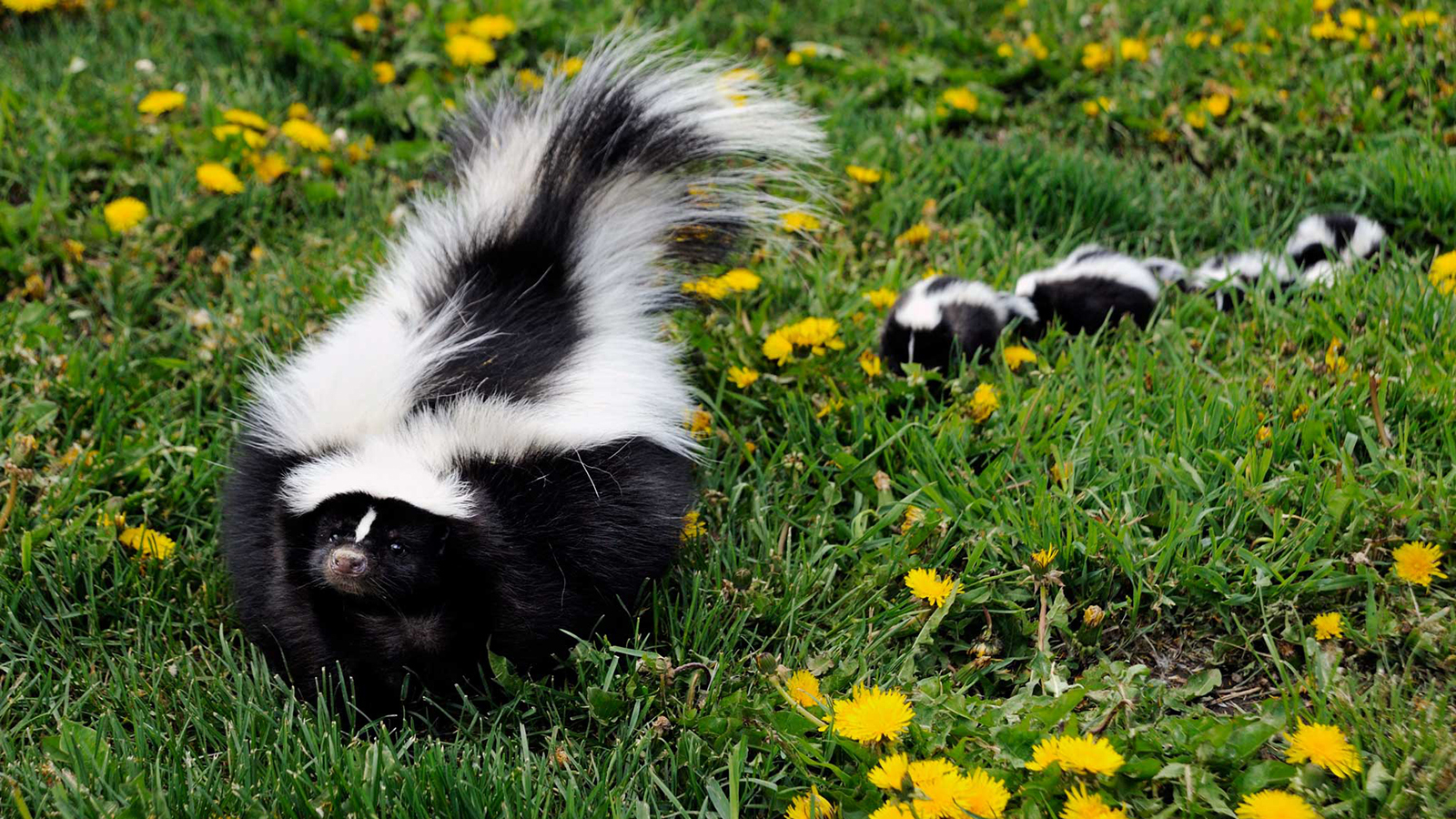 1600x900 Skunk Babies HD Wallpaper, Desktop