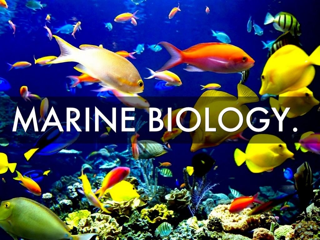 1030x770 Marine Biology Wallpaper, Desktop