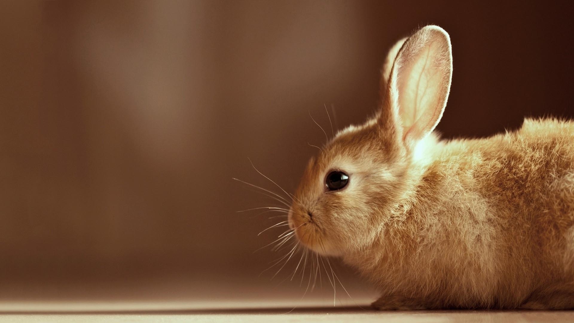 1920x1080 Cute Bunny wallpaper. HD Wallpaper P, Desktop