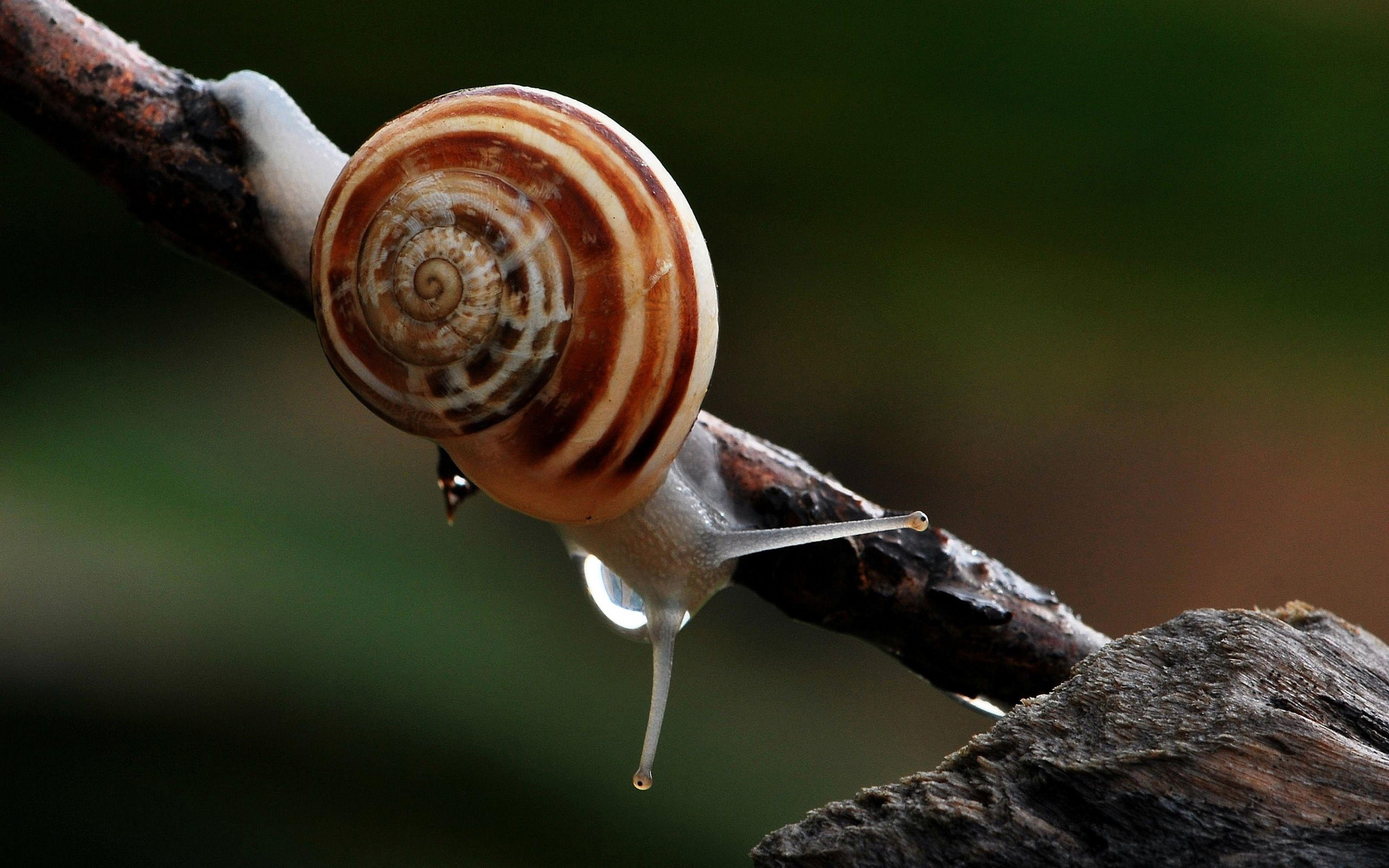 3840x2400 Snail Widescreen HD Wallpaper 51244  px, Desktop