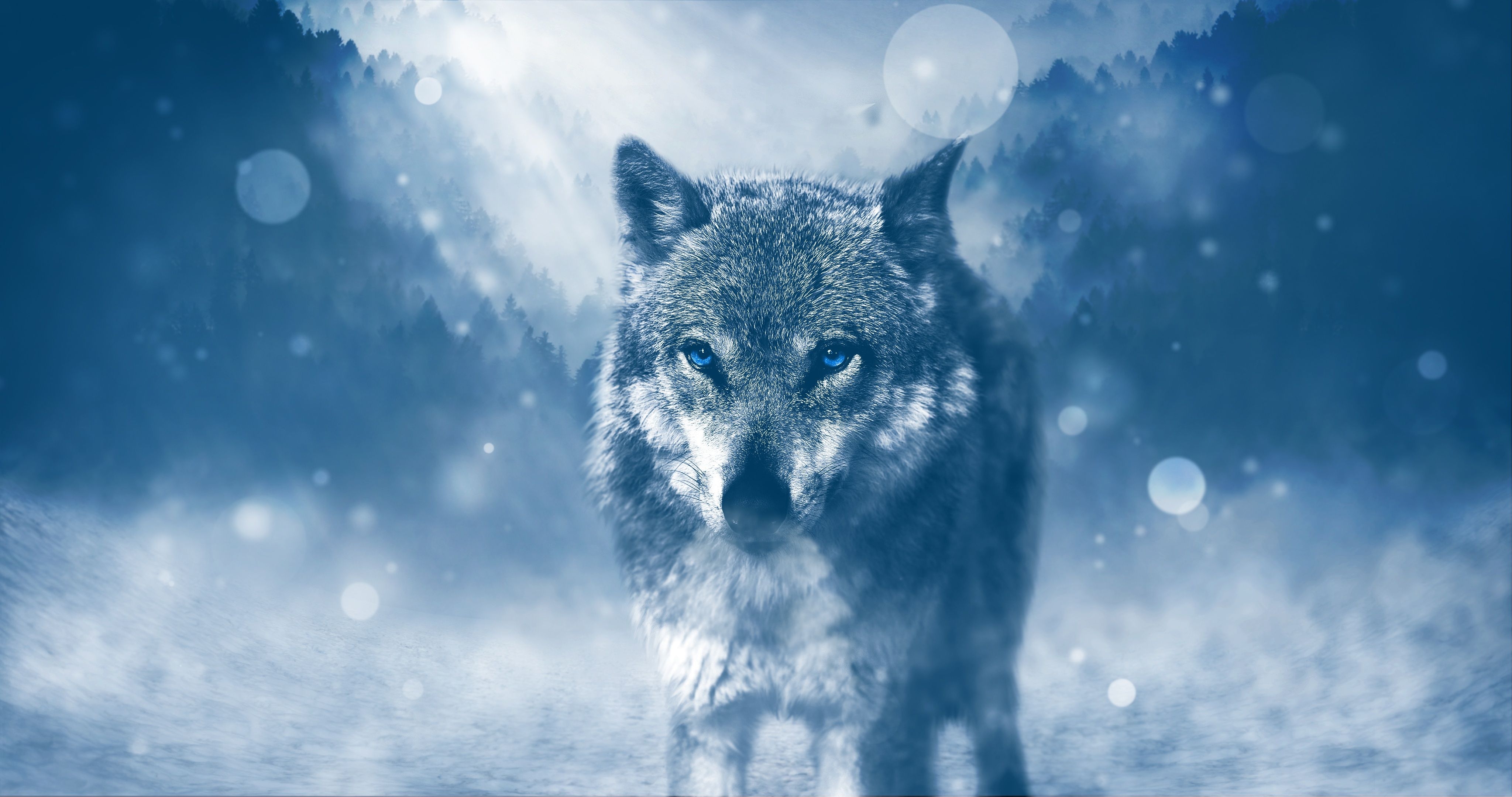 4100x2160 Blue Wolf Wallpaper Free Blue Wolf Background, Desktop