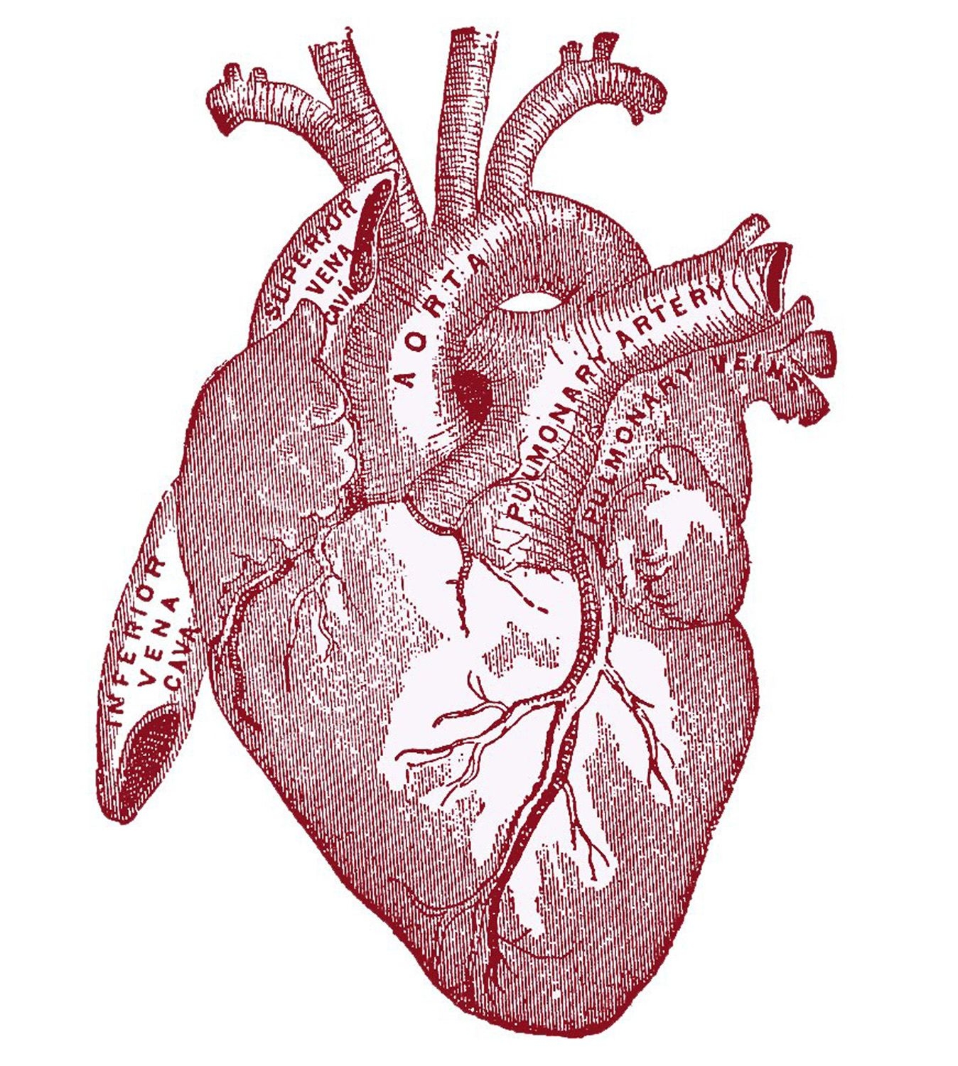 1350x1500 Anatomical Heart Picture! Graphics Fairy, Phone