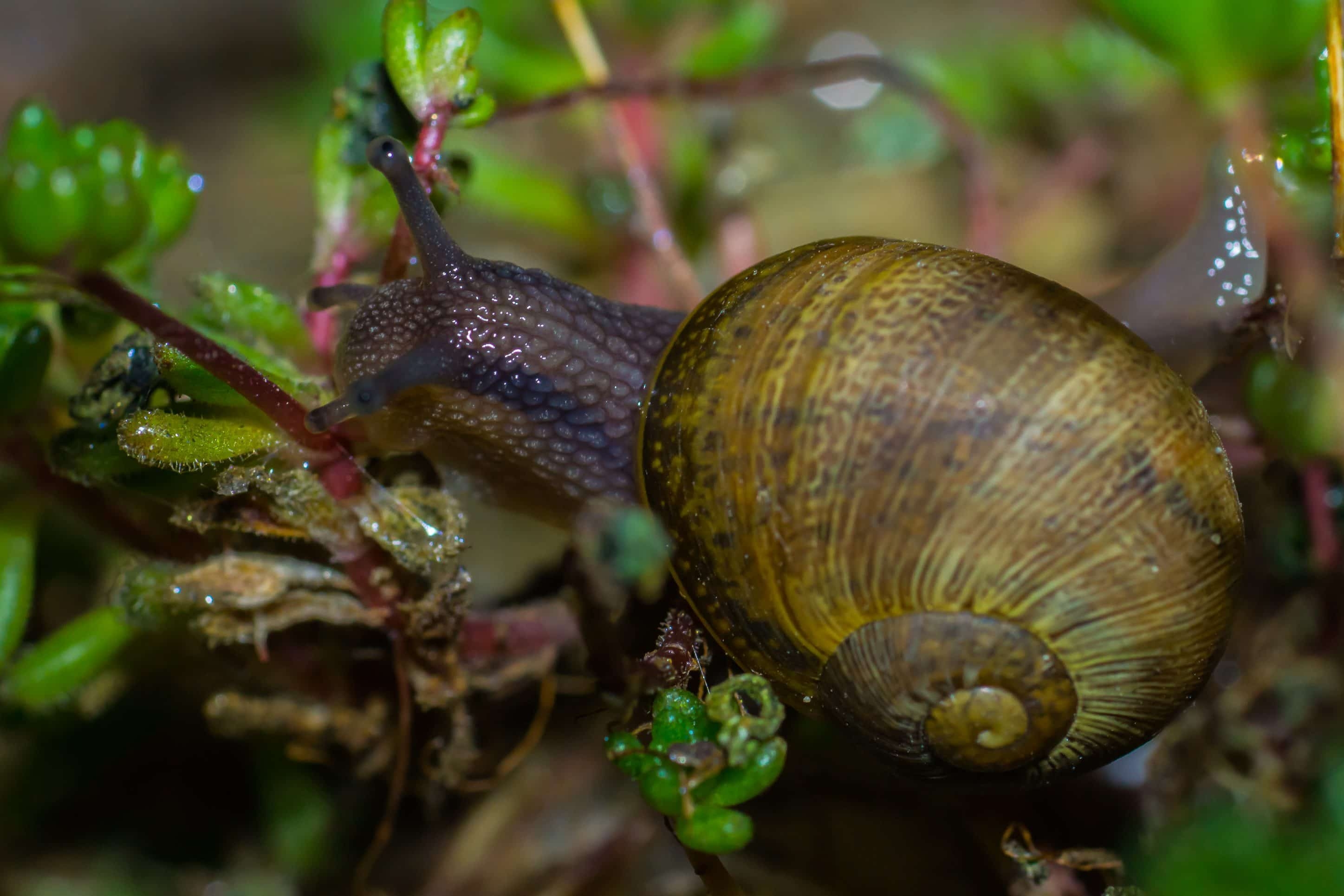 2900x1930 Free picture: gastropod, invertebrate, detail, nature, slug, Desktop