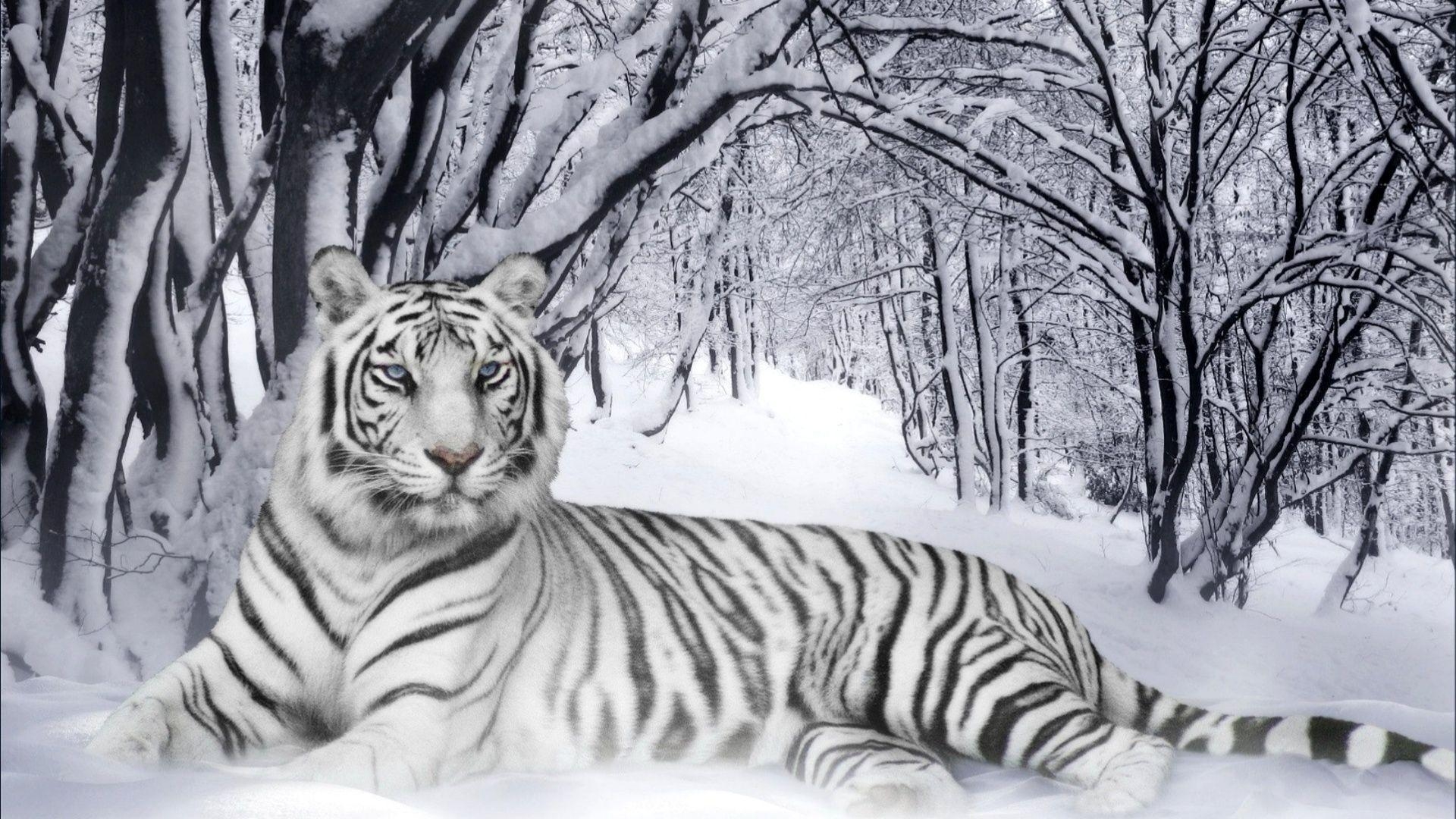 1920x1080 White Tiger. Wallpaper HD free Download, Desktop