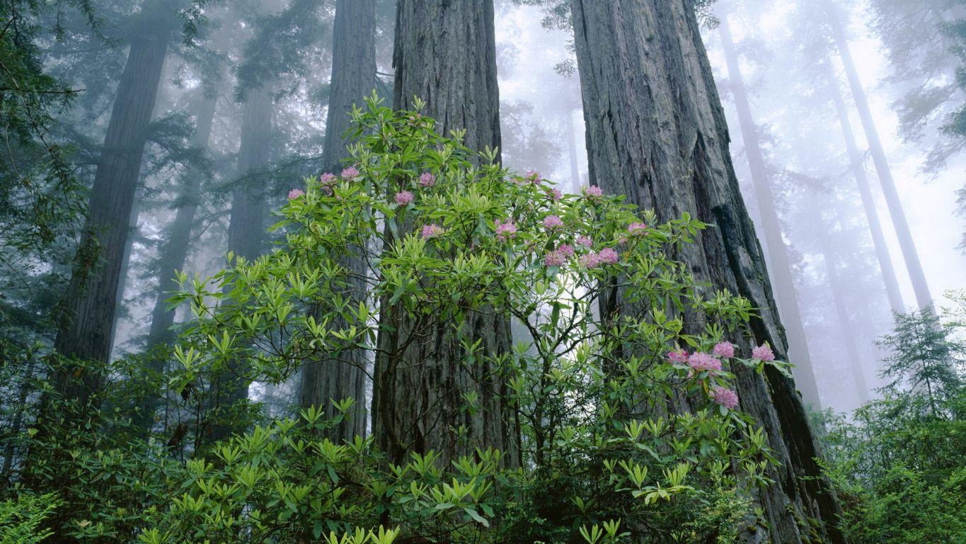 1370x770 Redwood National and State Parks widescreen wallpaper. Wide, Desktop