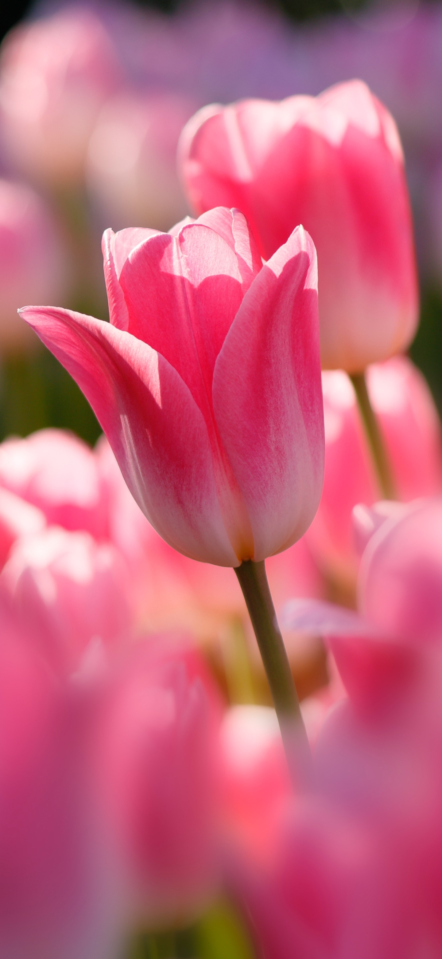 1440x3120 Pink Flower Tulip Phone Wallpaper, Phone